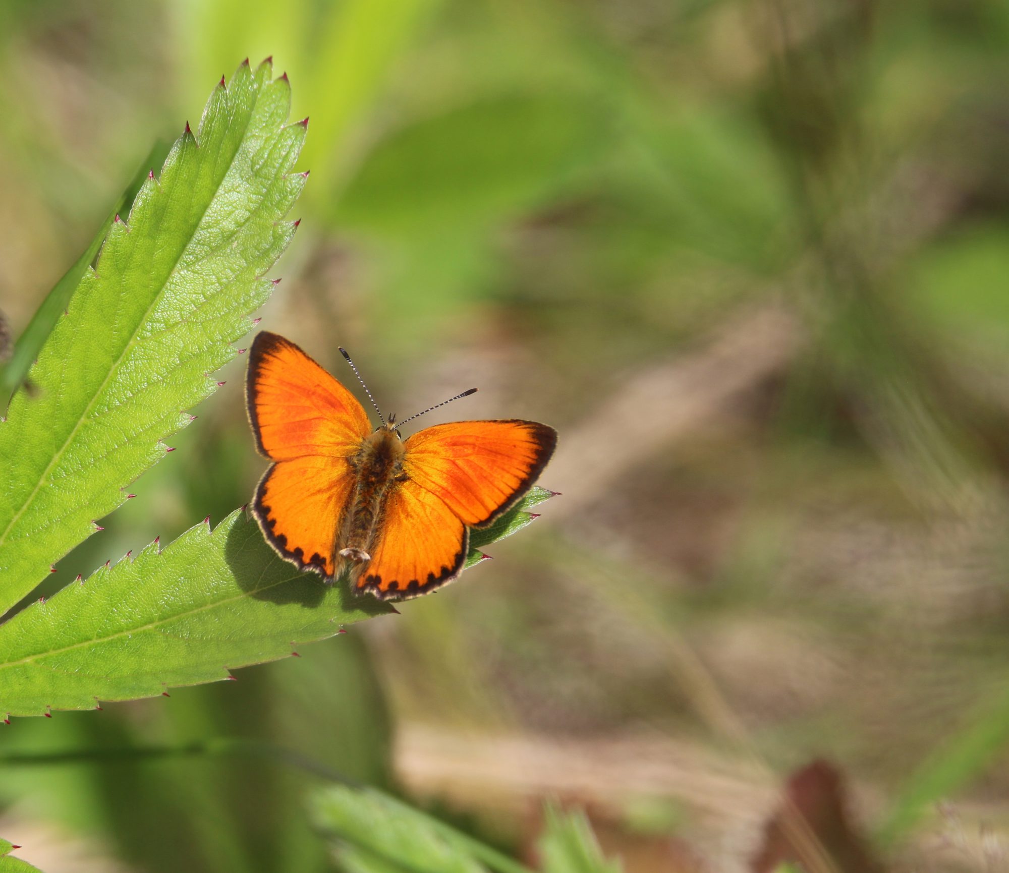 Valokuvaaja: Jaana Saarelainen