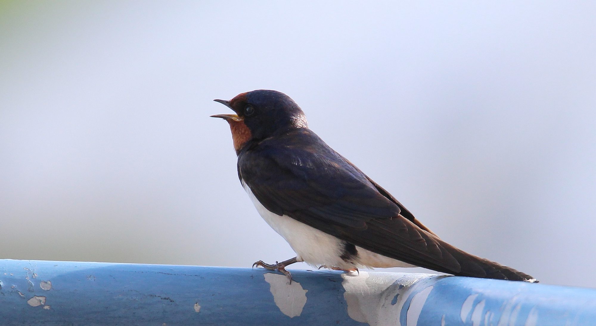 Valokuvaaja: Jaana Saarelainen