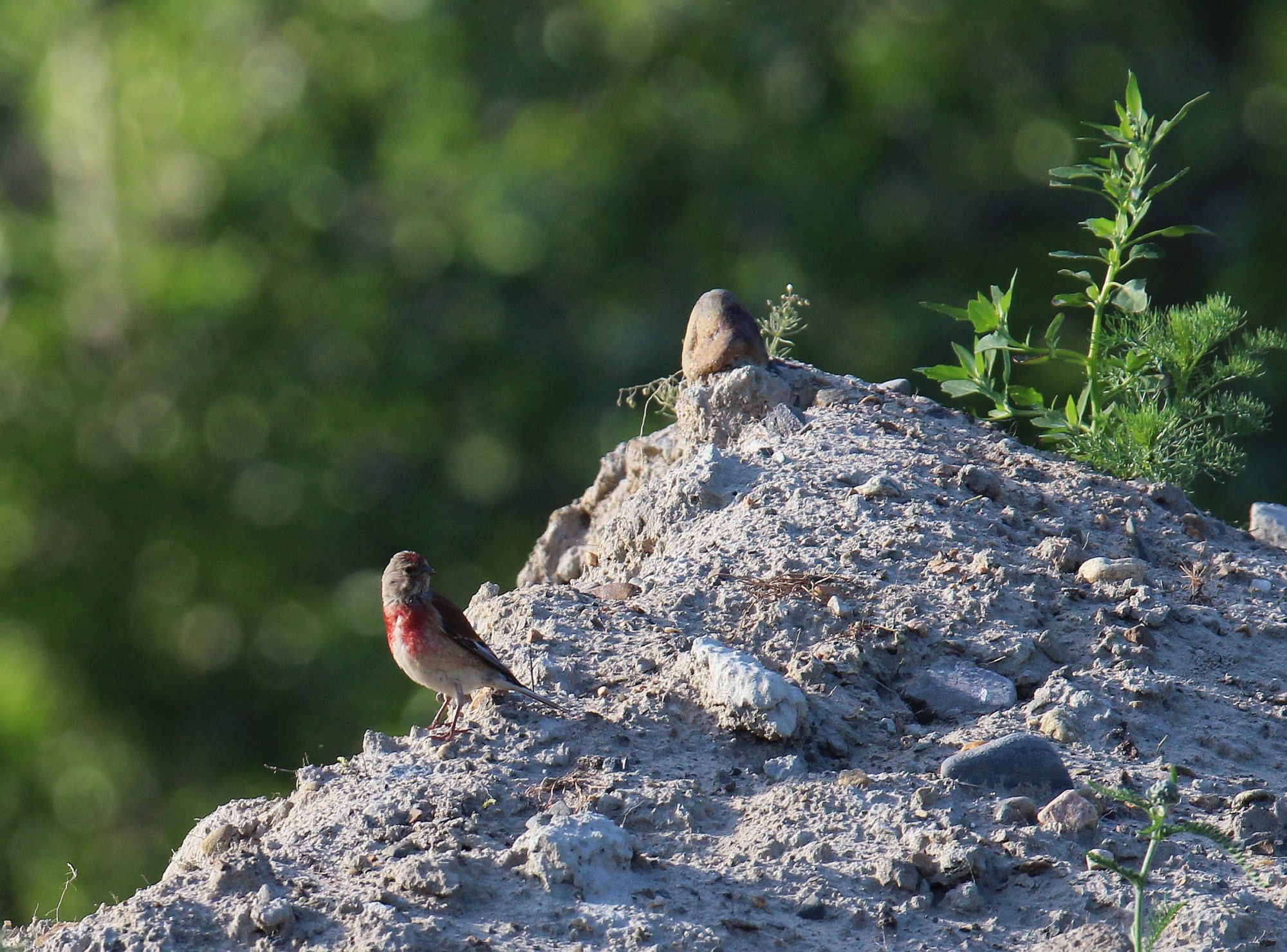 Valokuvaaja: Jaana Saarelainen Valokuvaaja: Jaana Saarelainen