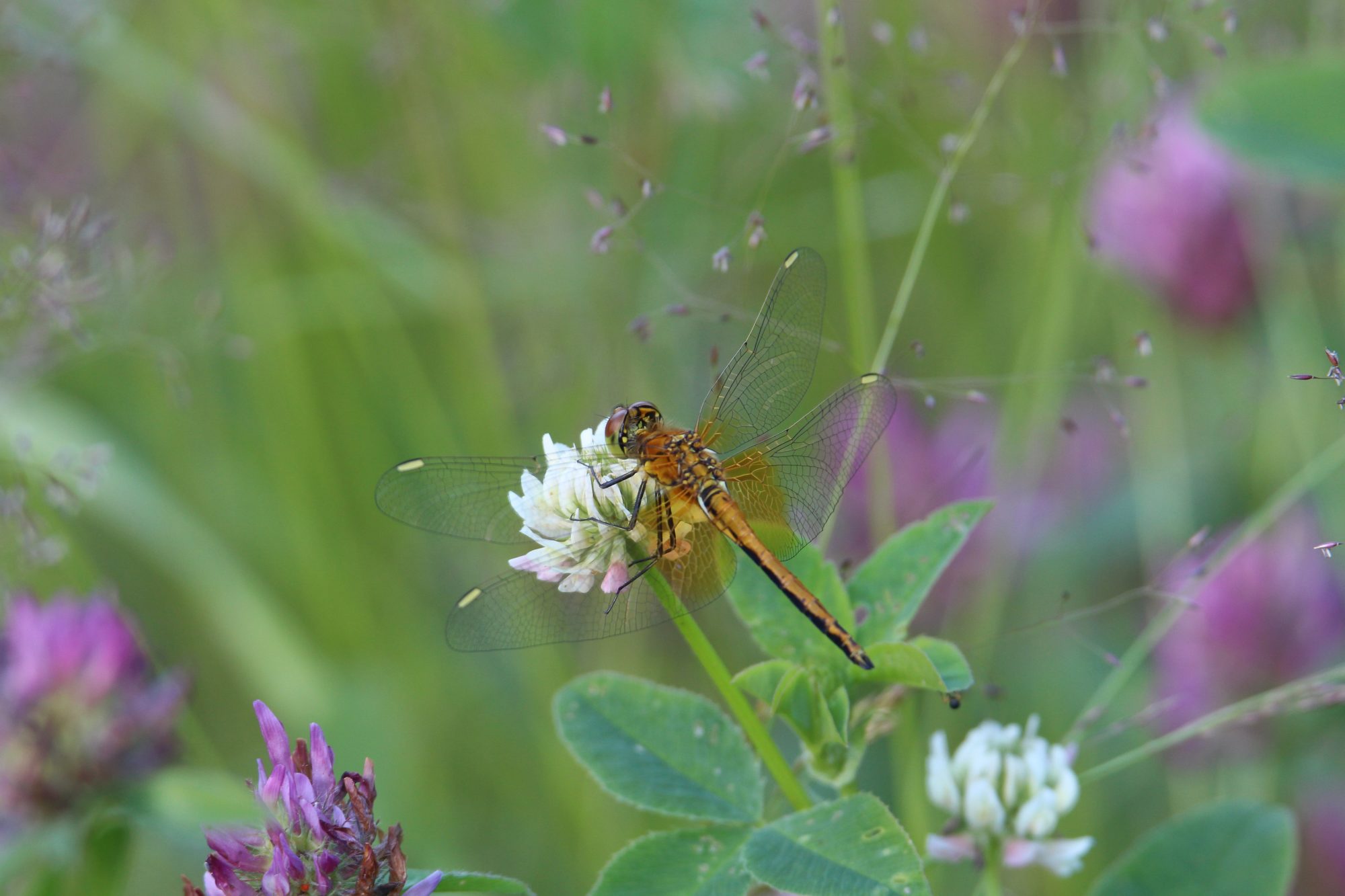 Valokuvaaja: Jaana Saarelainen