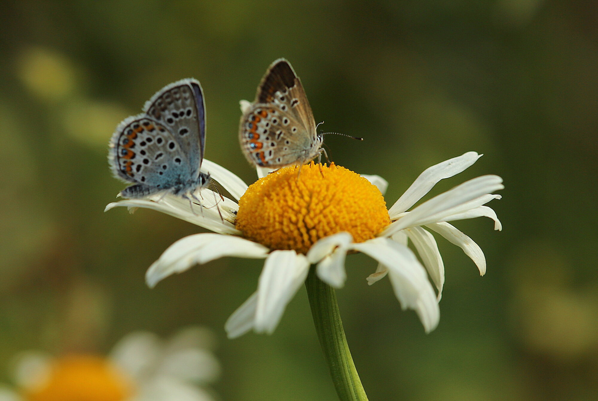 Valokuvaaja: sirpa jyske