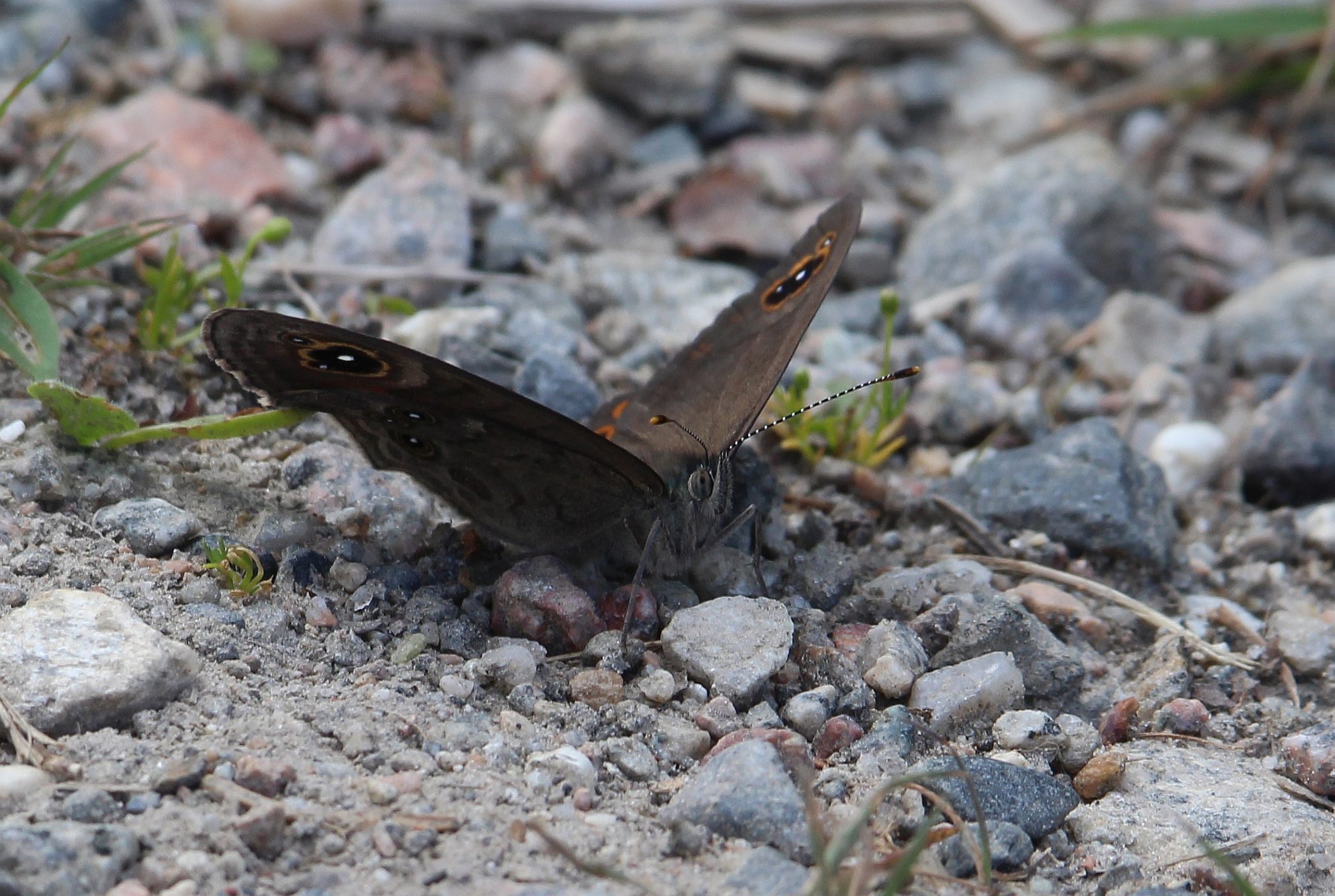 Valokuvaaja: Jaana Saarelainen