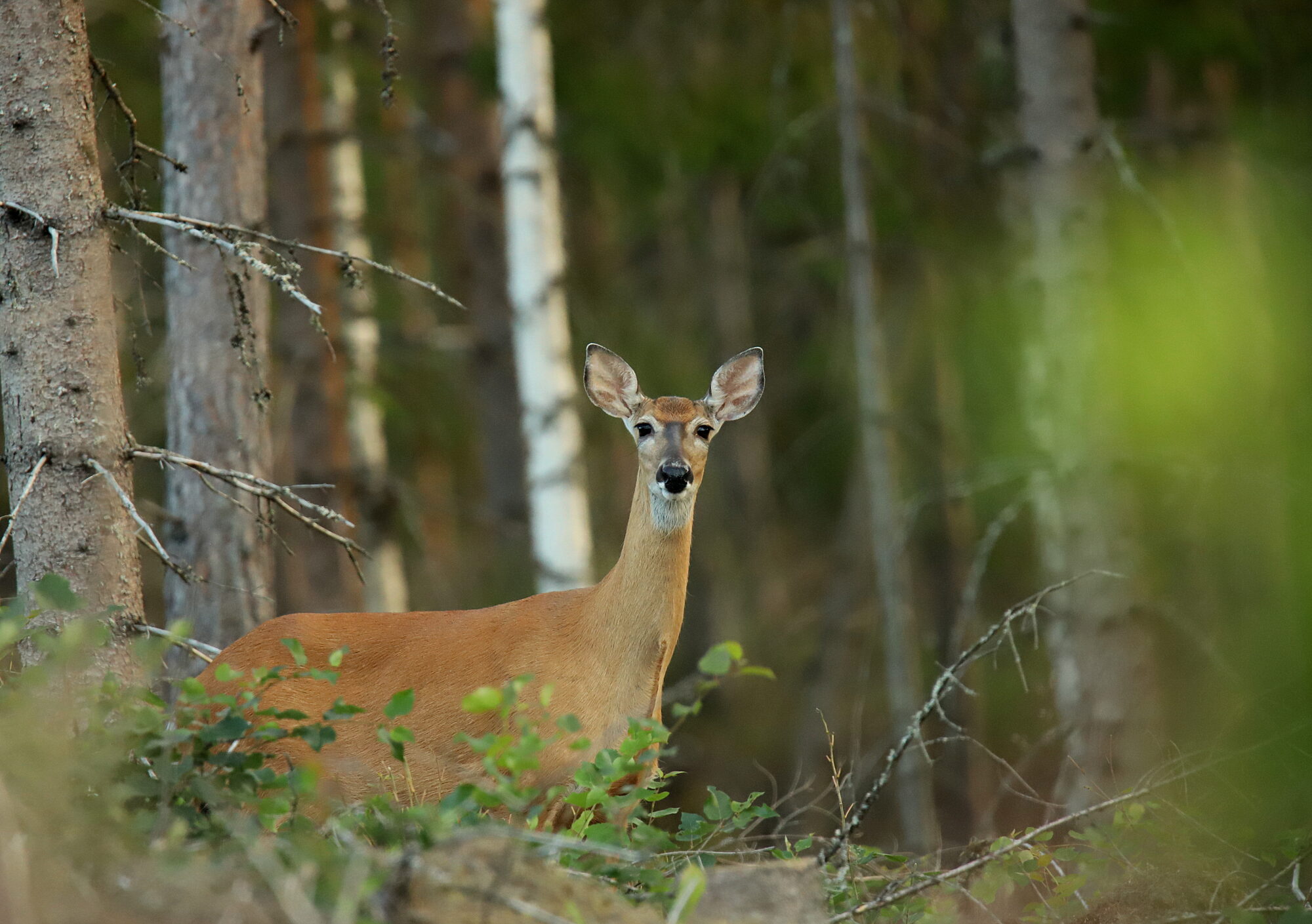 Valokuvaaja: sirpa jyske