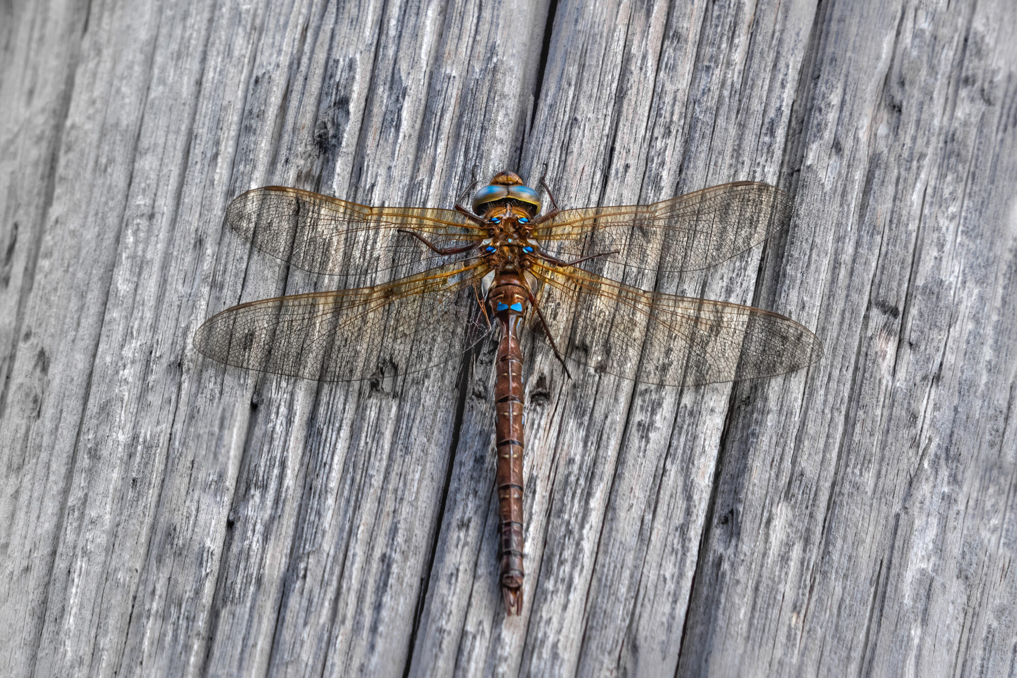 Valokuvaaja: Risto Lavi