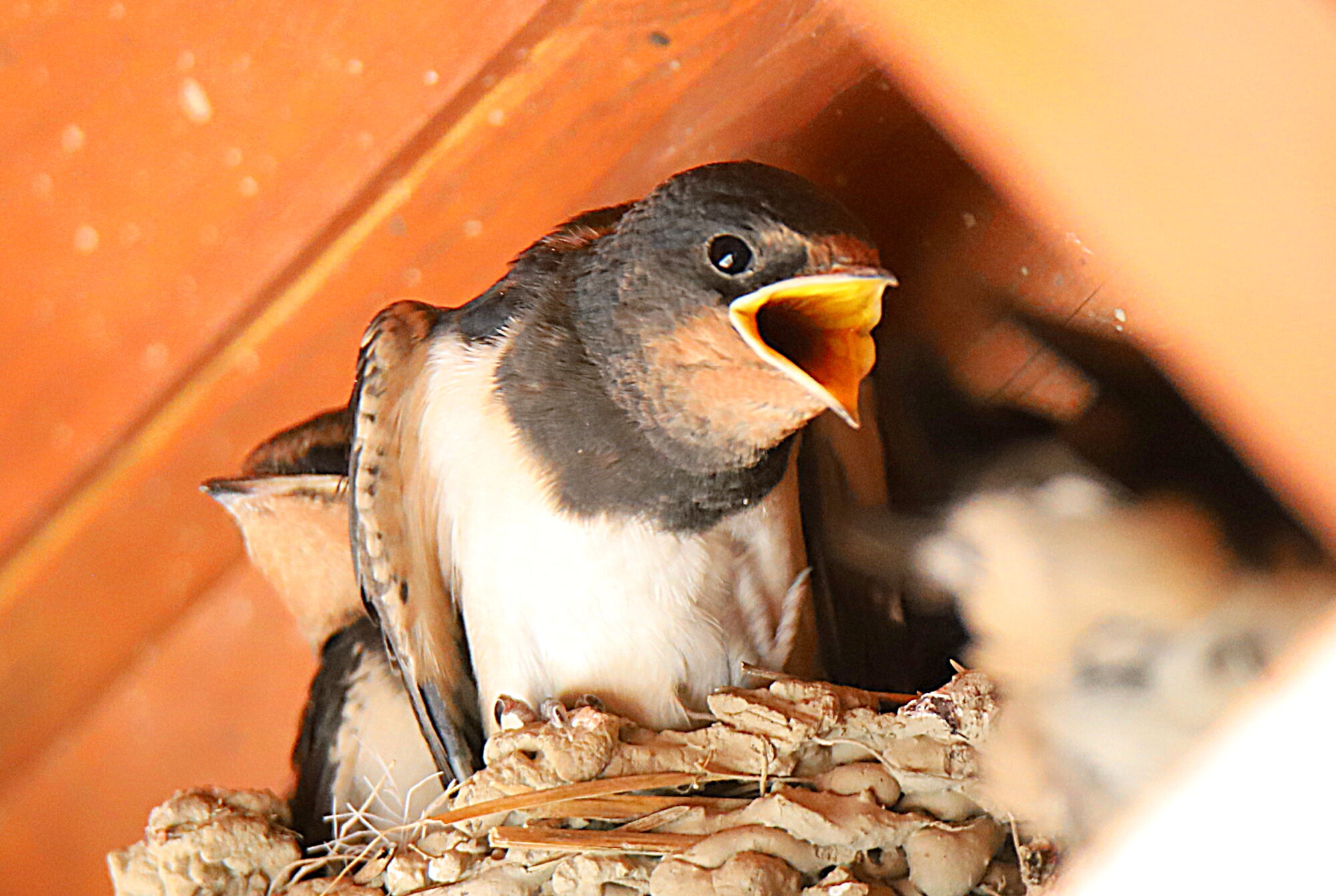 Valokuvaaja: sirpa jyske