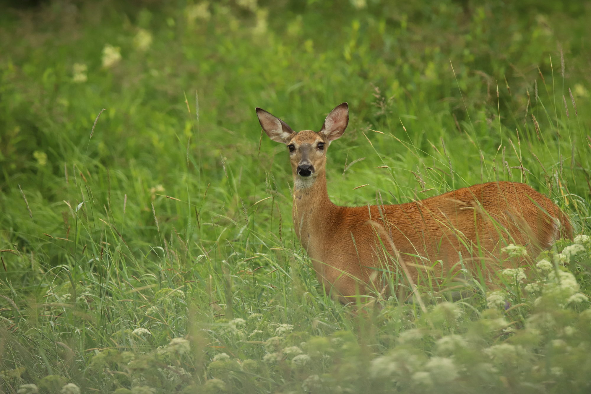 Valokuvaaja: sirpa jyske