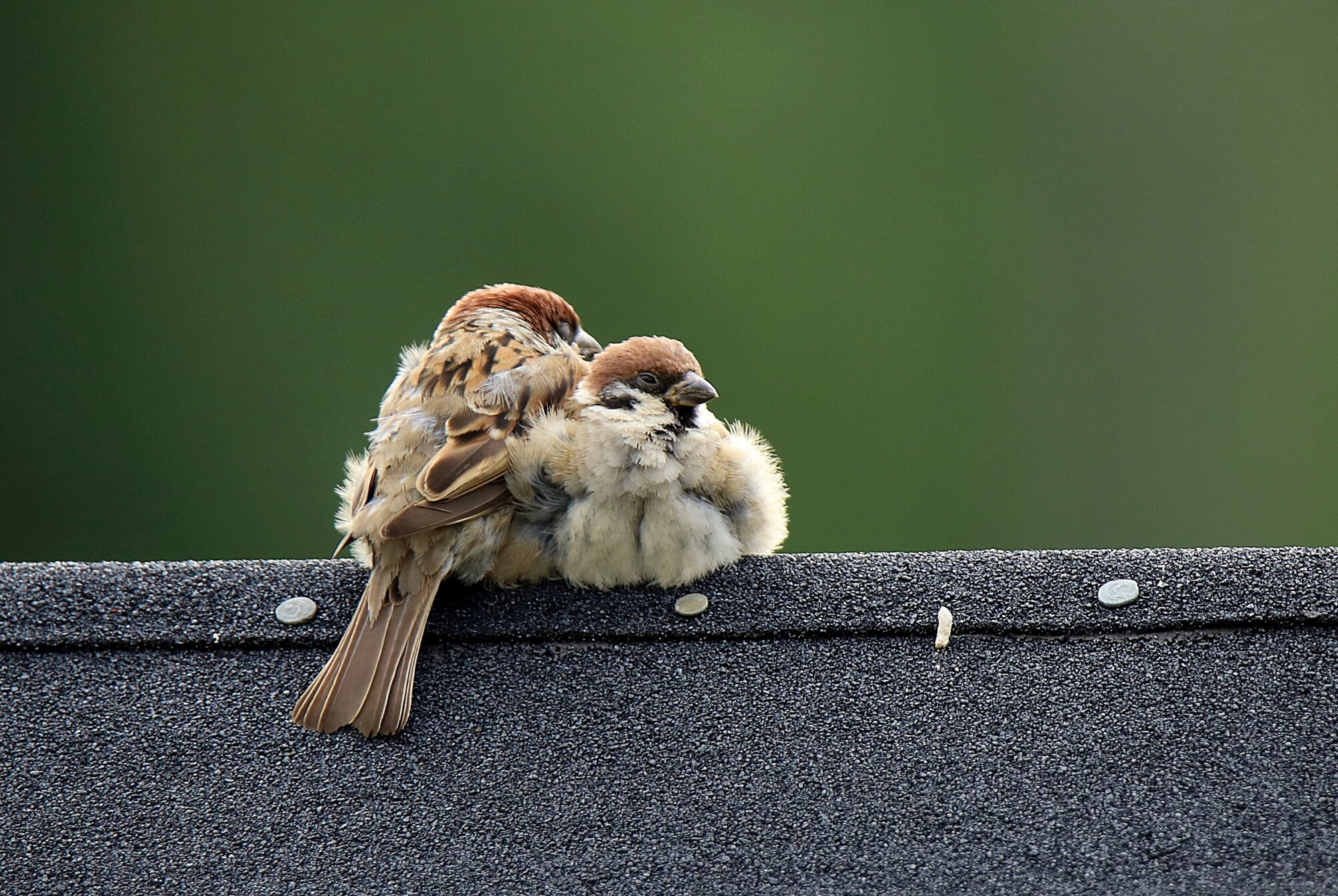 Valokuvaaja: sirpa jyske