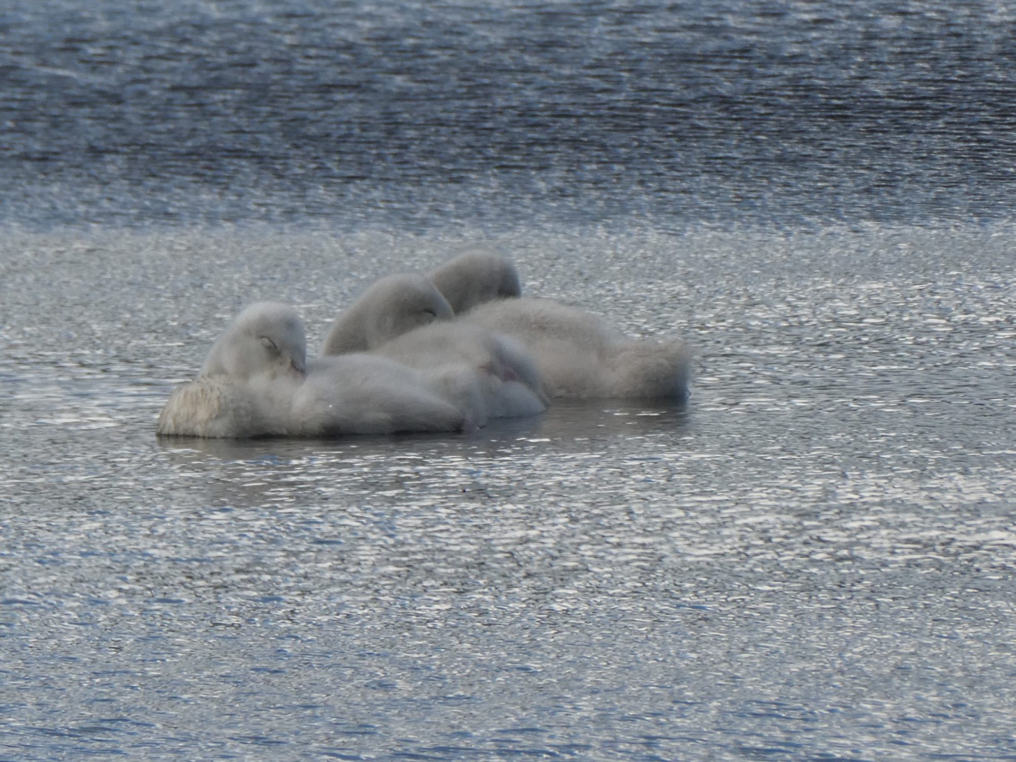 Valokuvaaja: Niina Kauppinen