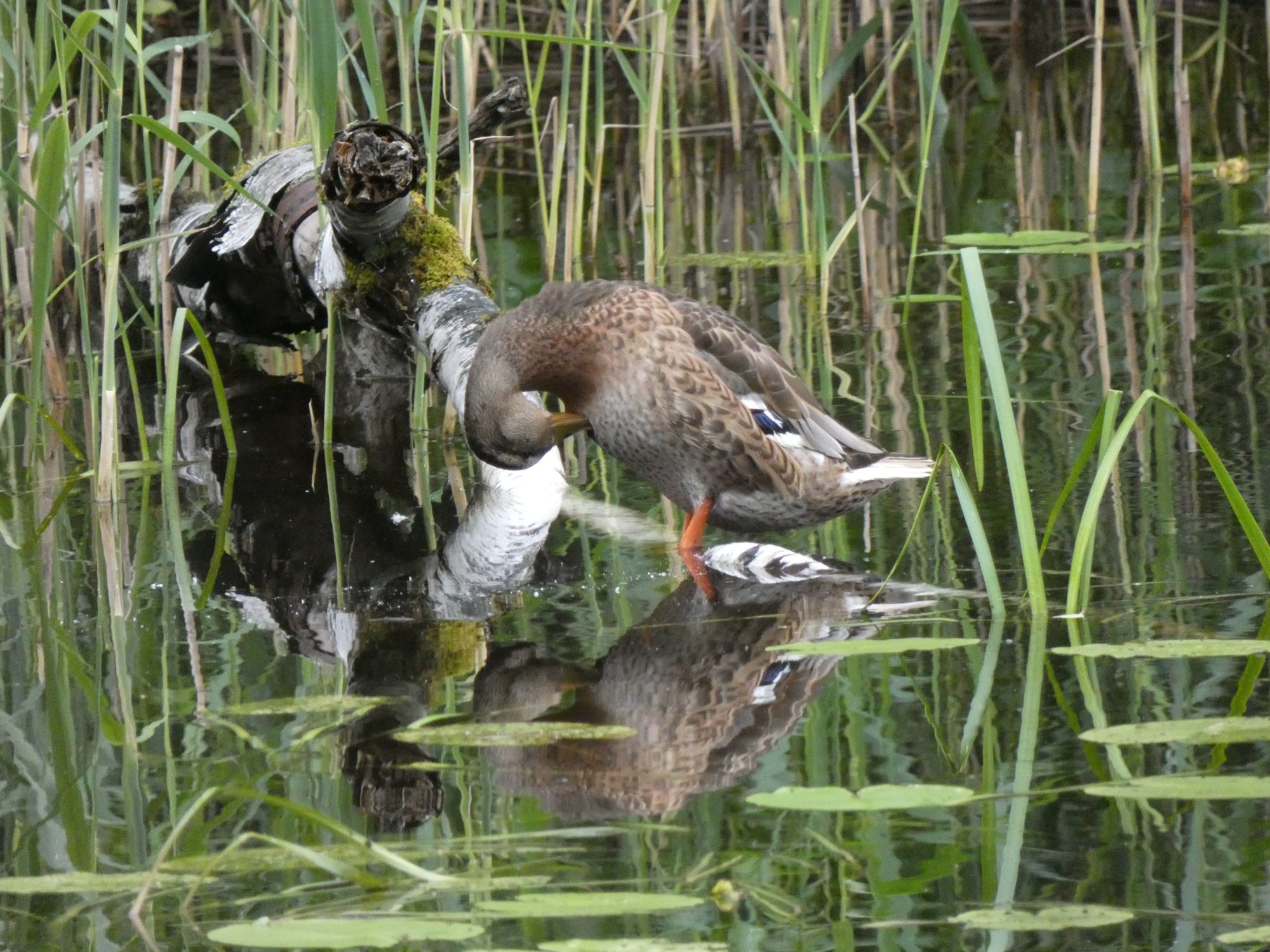 Valokuvaaja: Eero Peltonen Valokuvaaja: Eero Peltonen