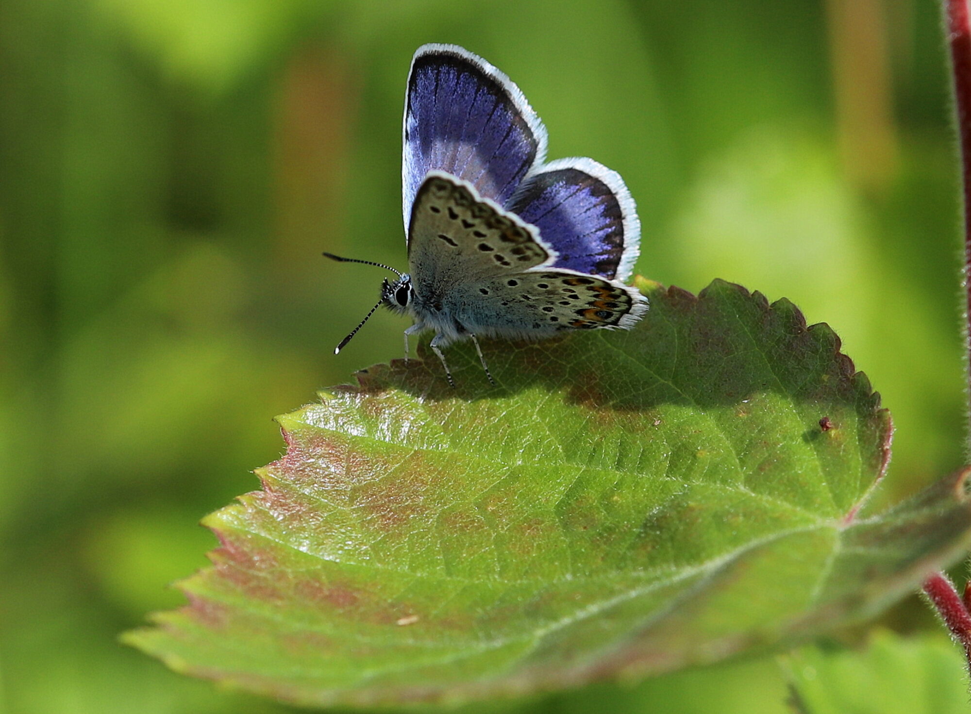 Valokuvaaja: sirpa jyske