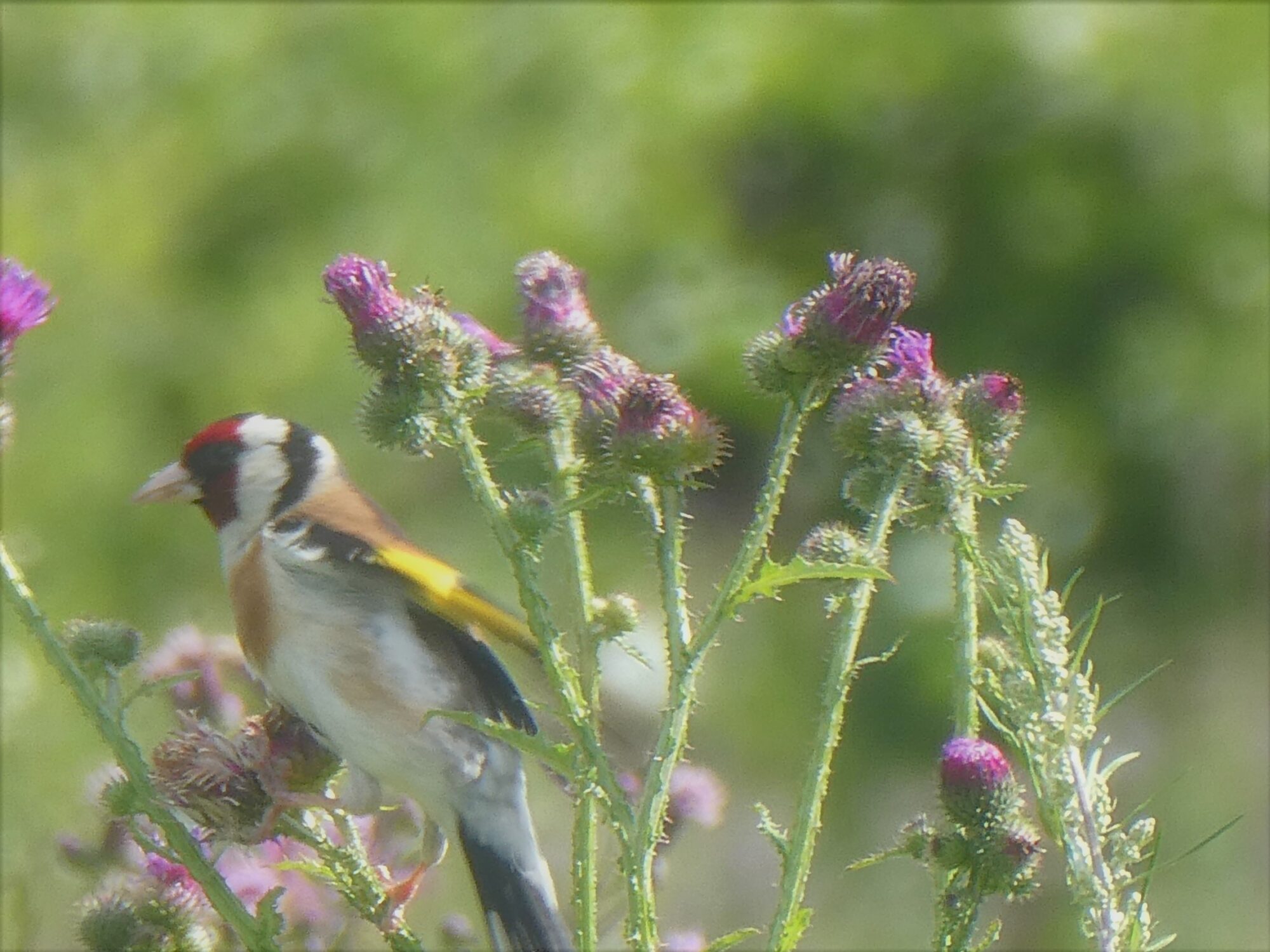 Valokuvaaja: Niina Kauppinen Valokuvaaja: Niina Kauppinen