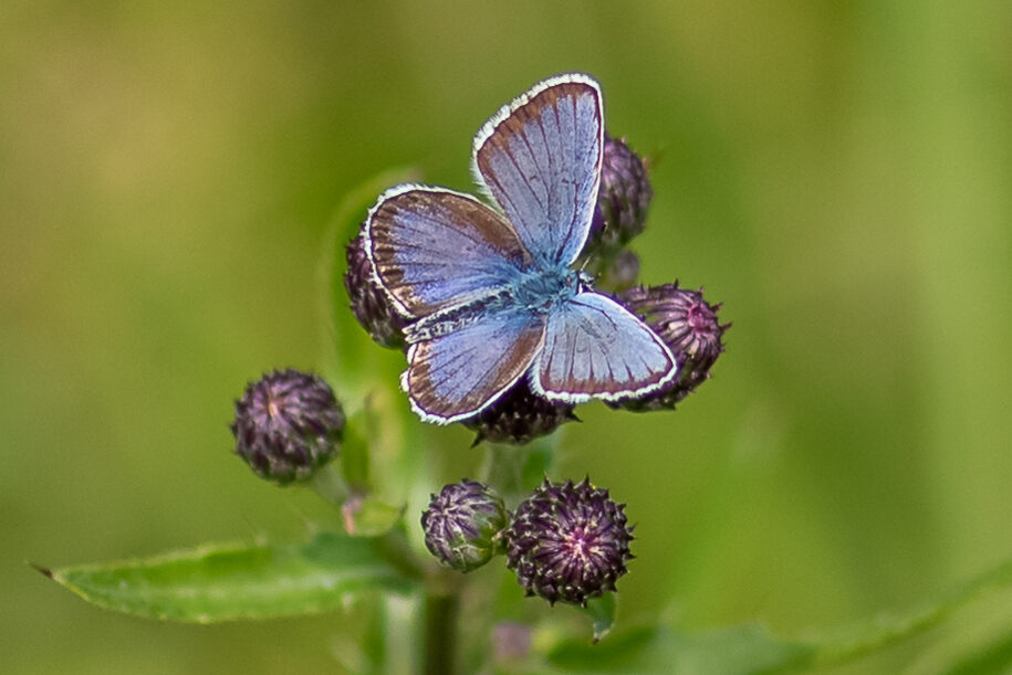 Valokuvaaja: Paula Rostedt