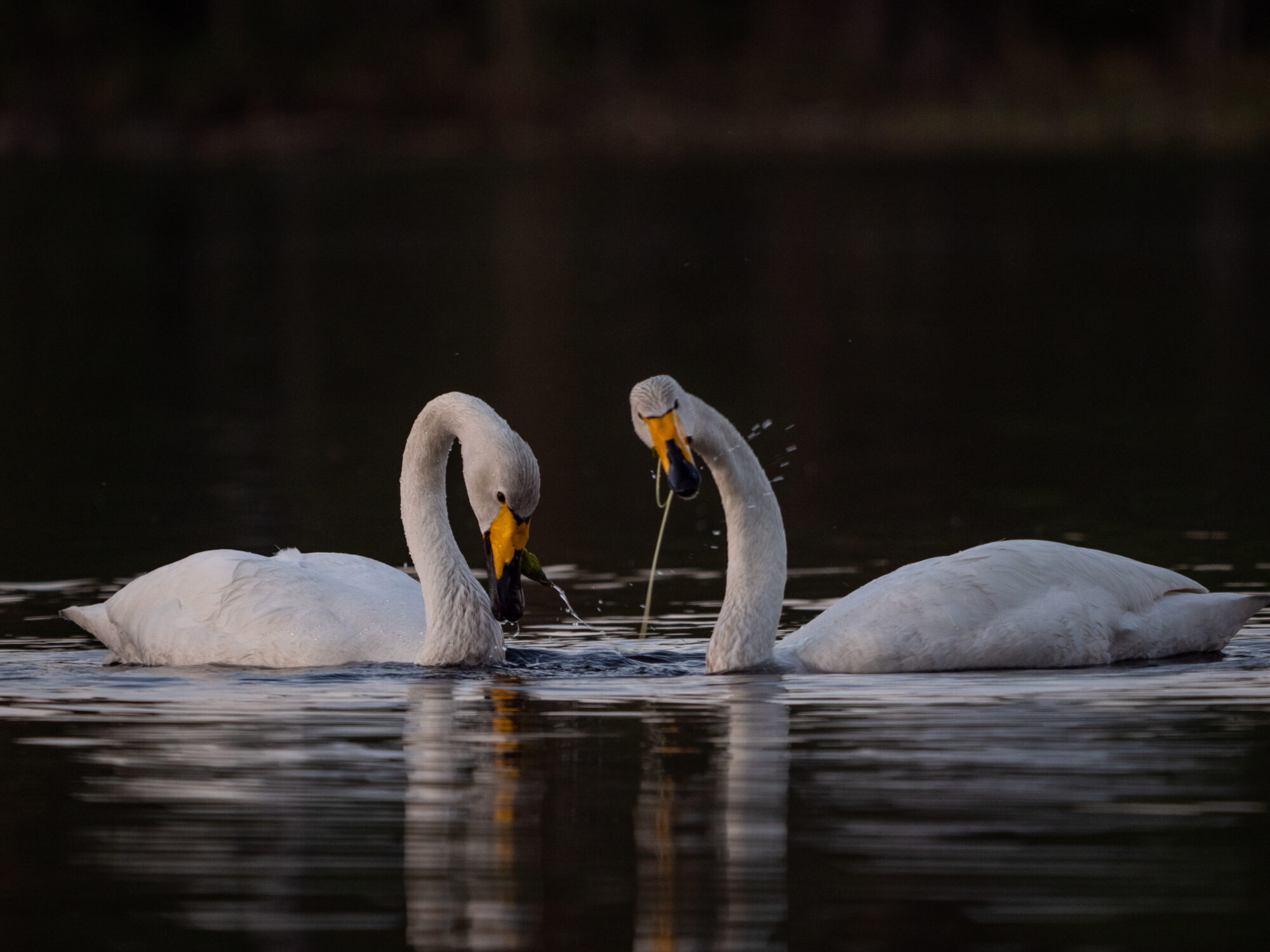Valokuvaaja: Toni Harju