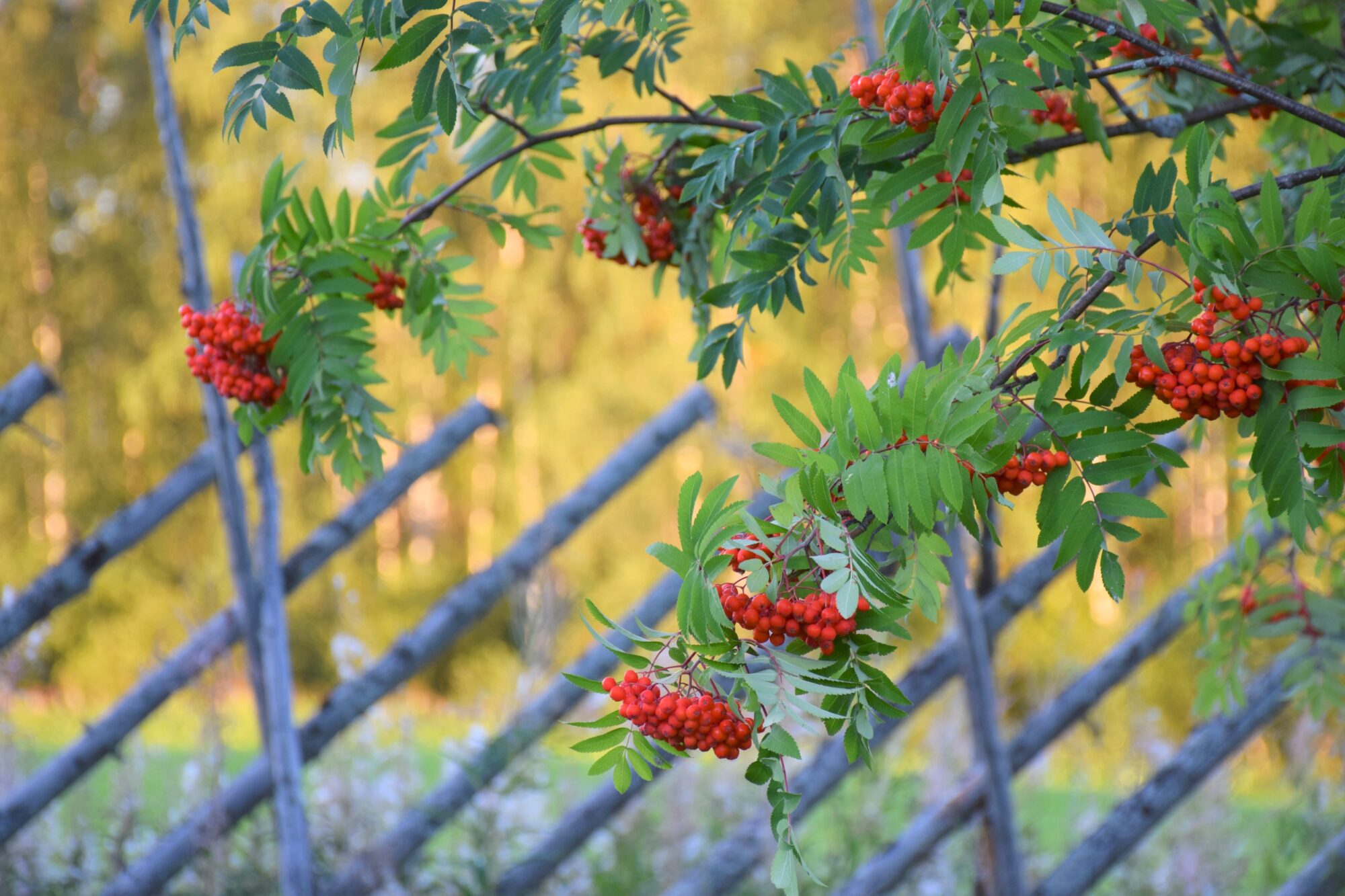 Valokuvaaja: Leena Rissanen