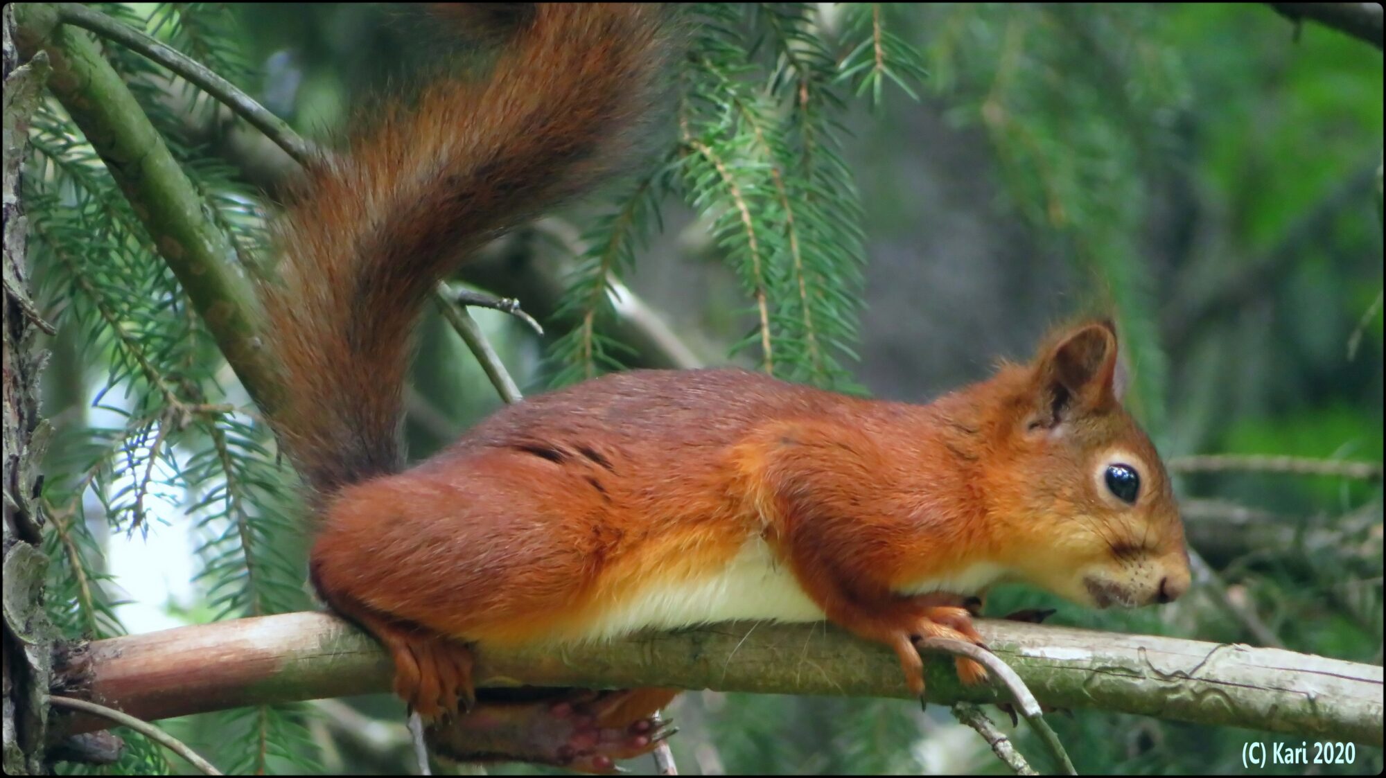 Valokuvaaja: Kari Saarinen