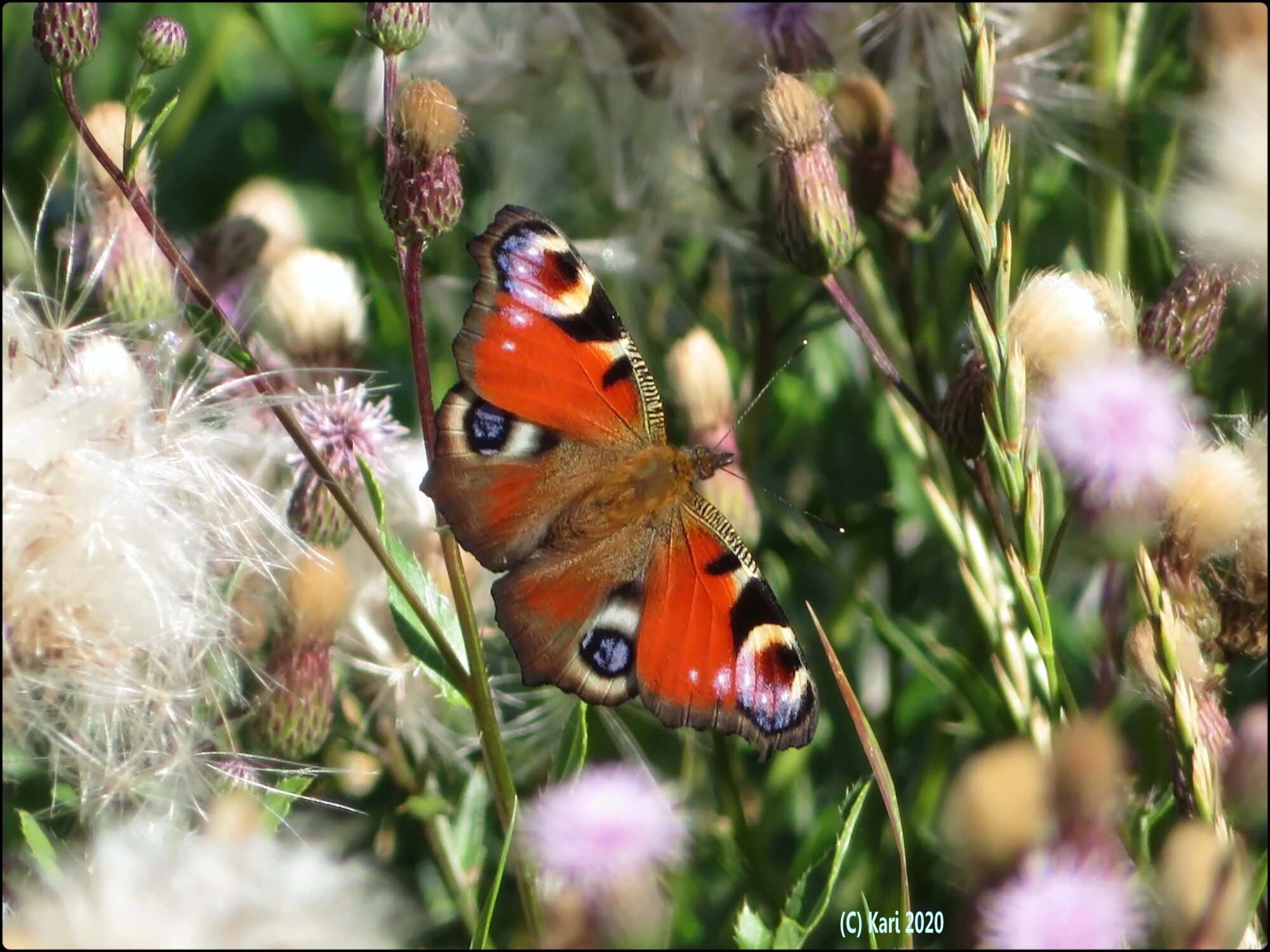 Valokuvaaja: Kari Saarinen