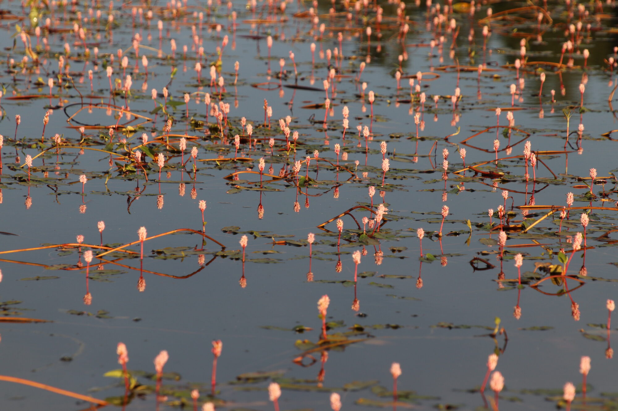 Valokuvaaja: sirpa jyske