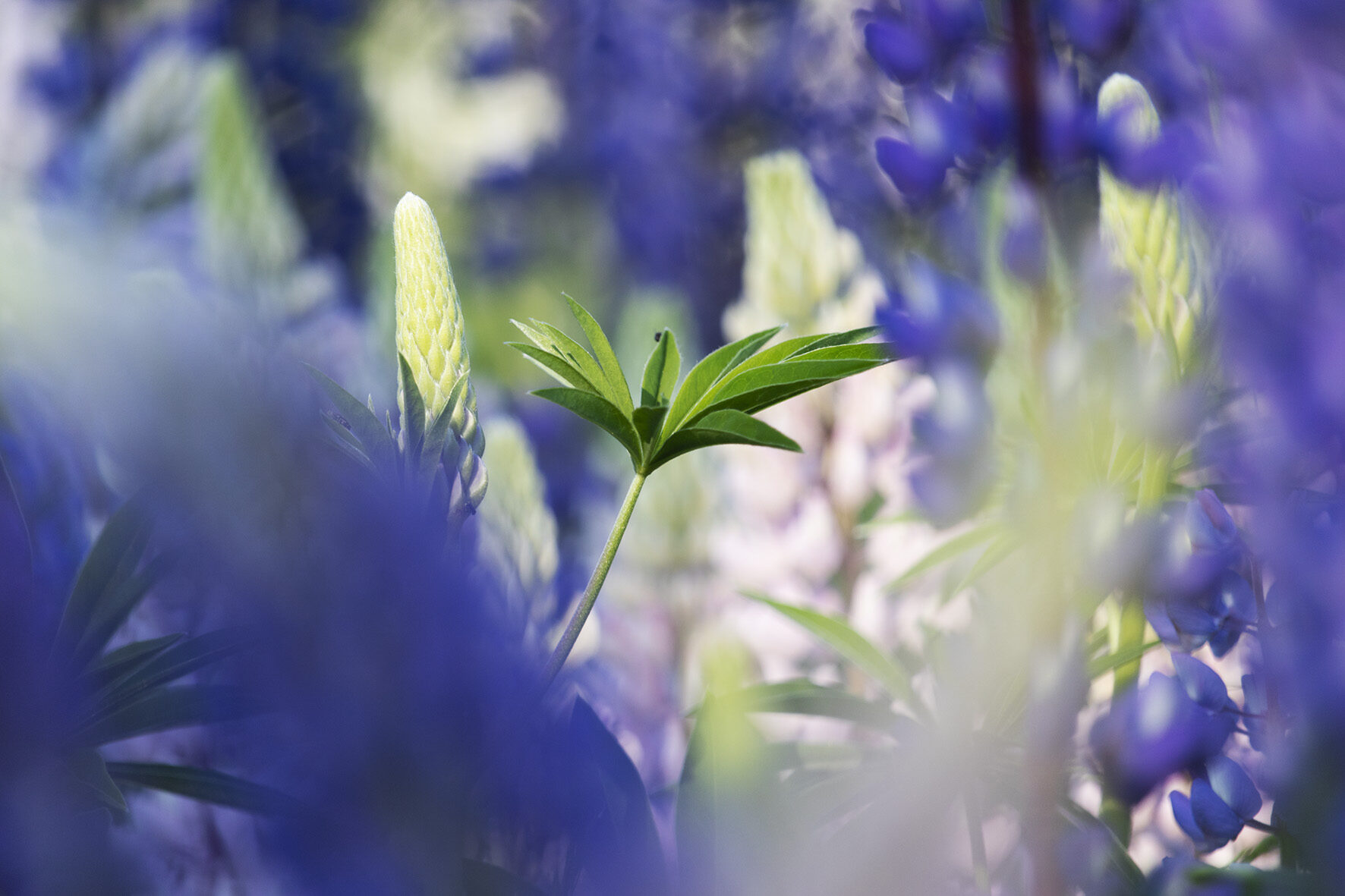 Valokuvaaja: Ida Leino