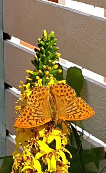 Valokuvaaja: Anu Lapinlampi