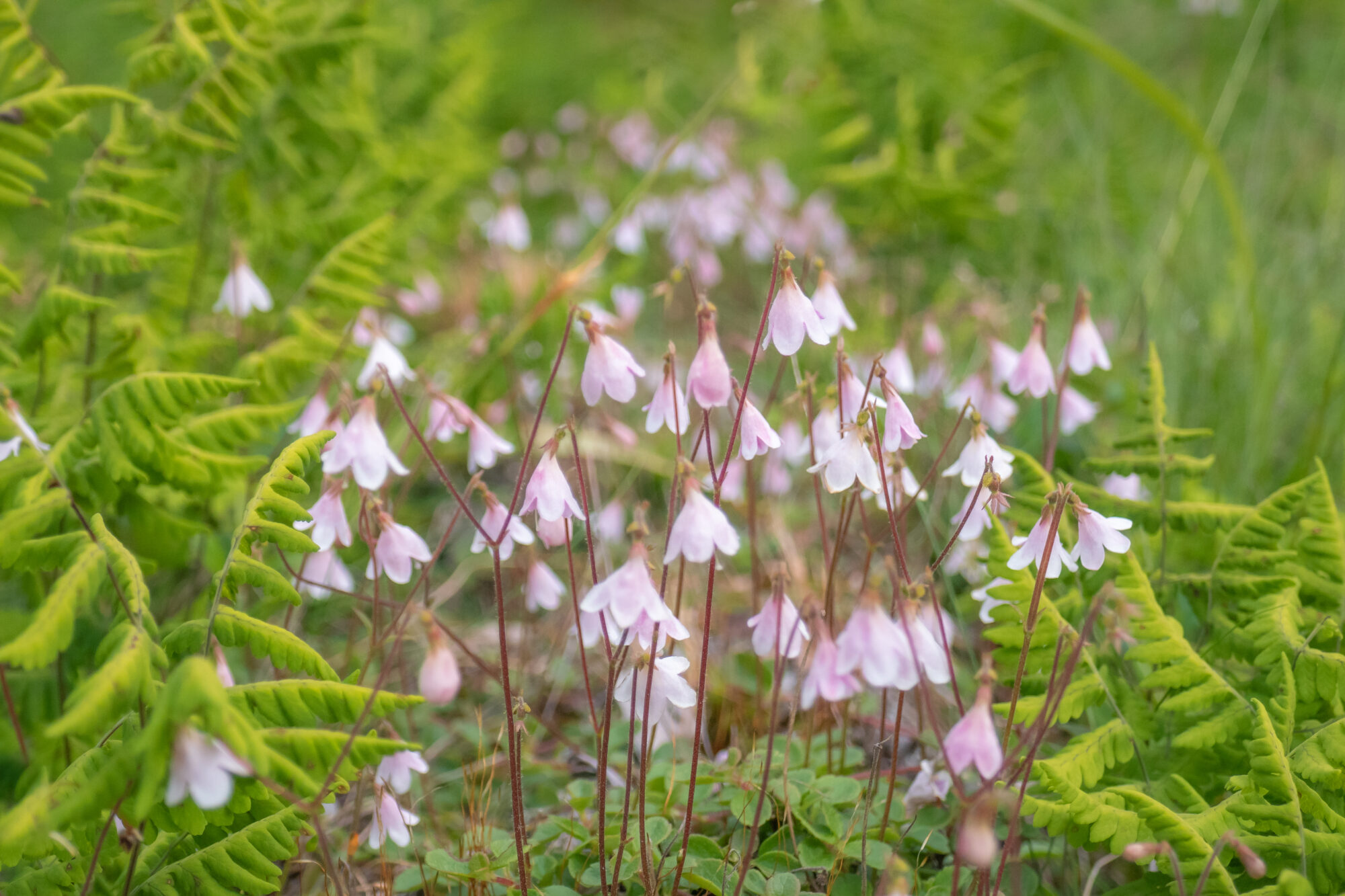 Valokuvaaja: Anne Patana
