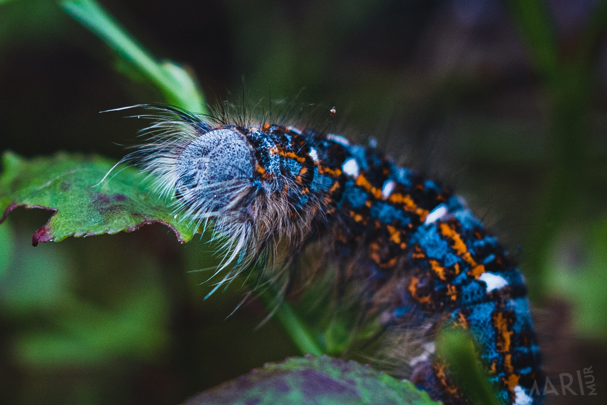 Valokuvaaja: Mari Mur