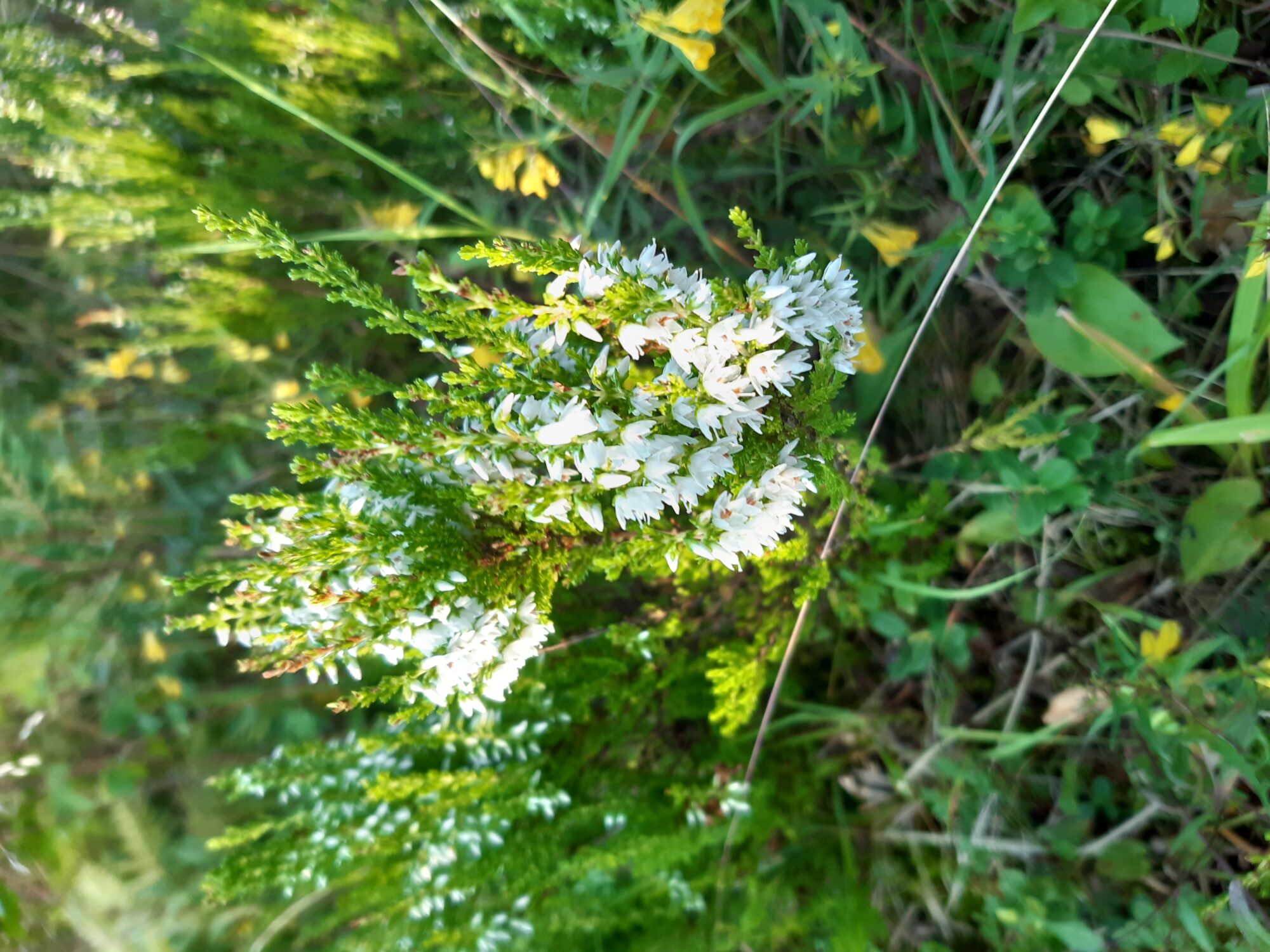 Valokuvaaja: Virpi Vuoksiala-Torssonen