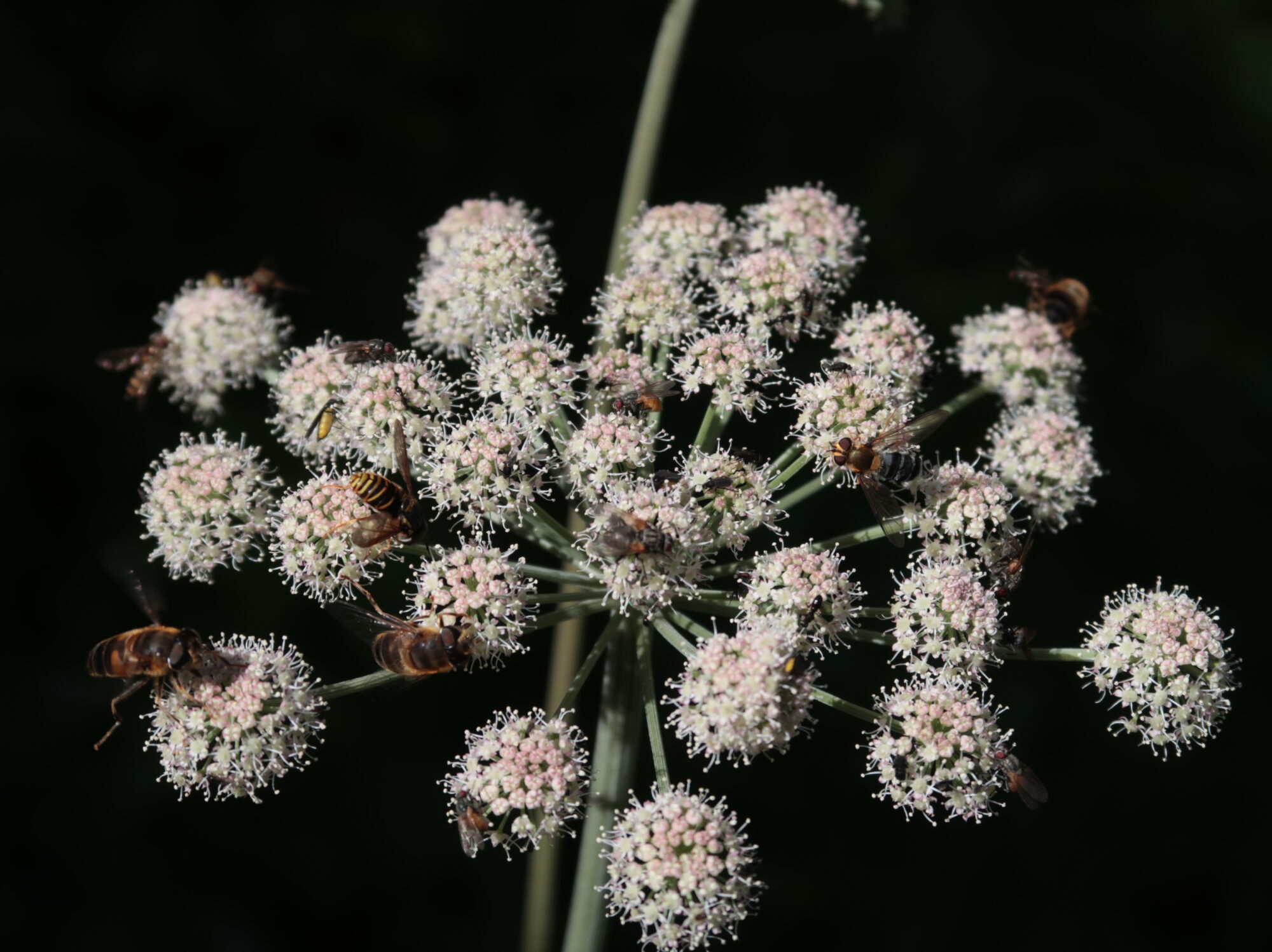 Valokuvaaja: Anssi Mäkinen