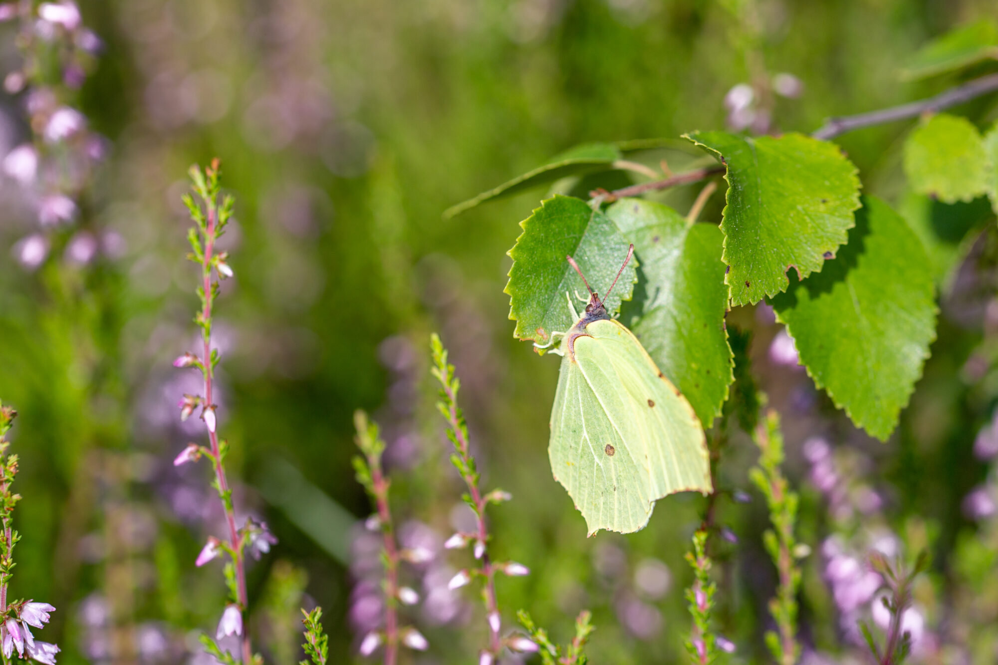 Valokuvaaja: Anne Patana