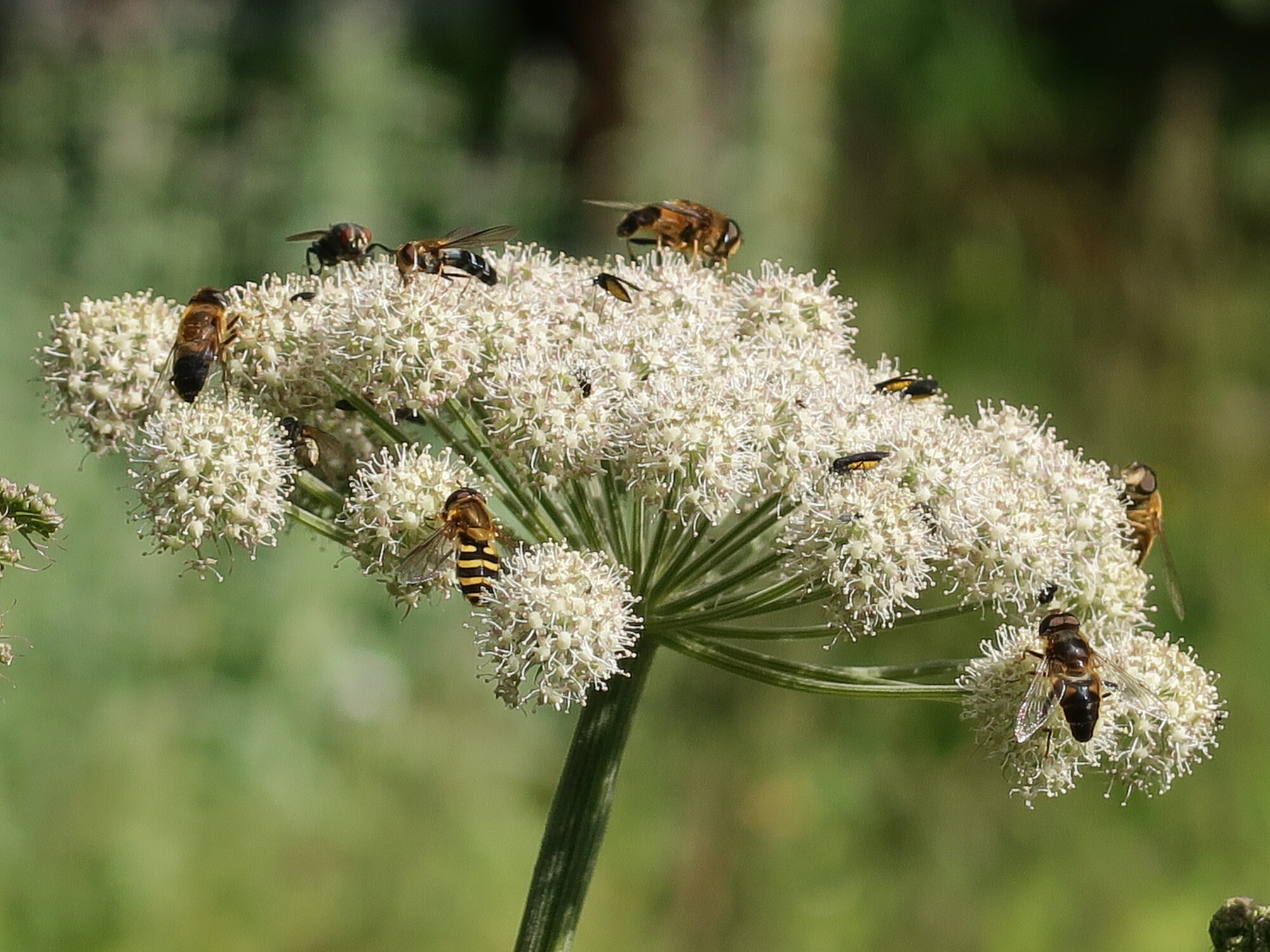 Valokuvaaja: Anssi Mäkinen
