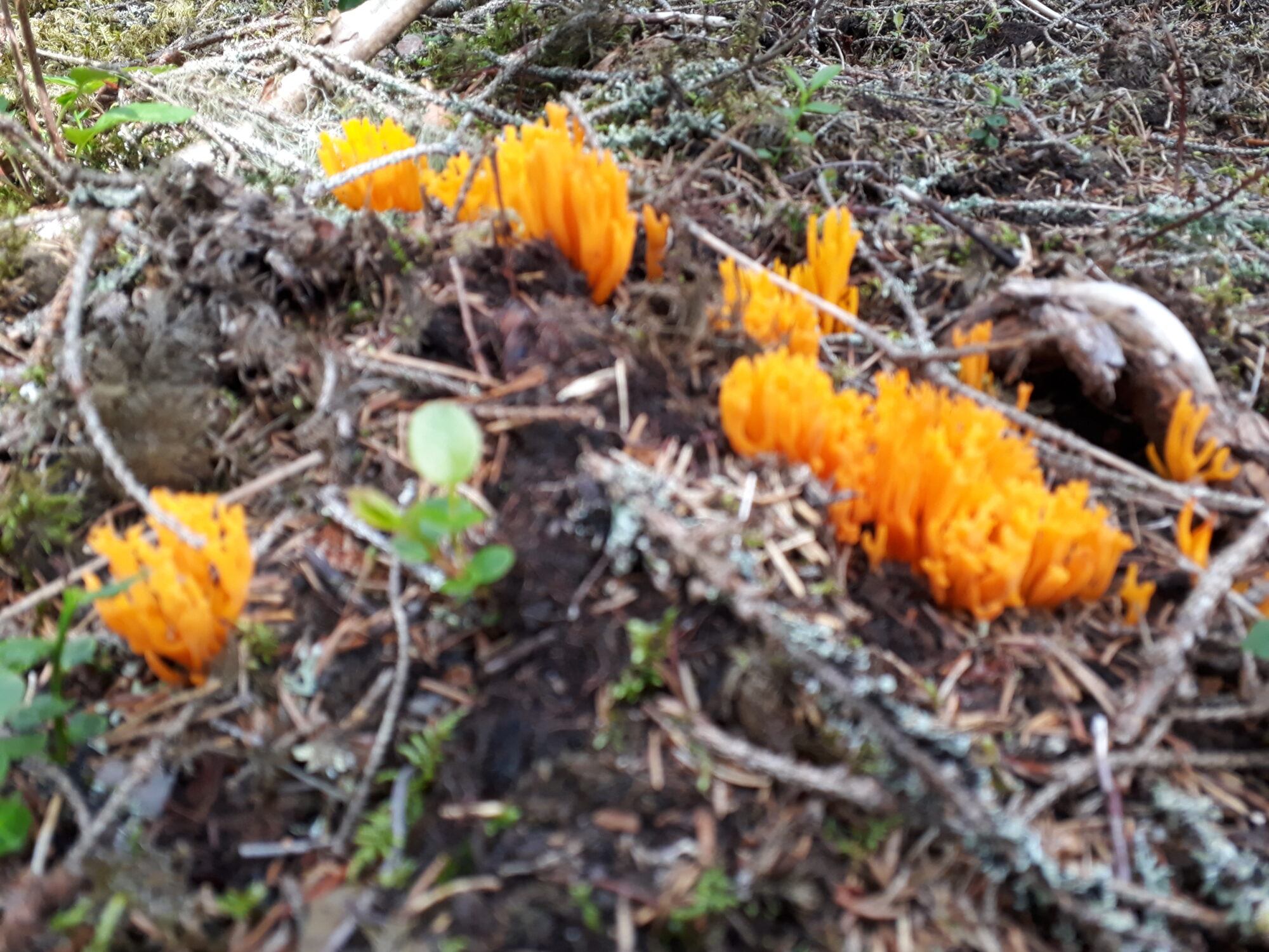 Valokuvaaja: Seija Mäntykivi Valokuvaaja: Seija Mäntykivi