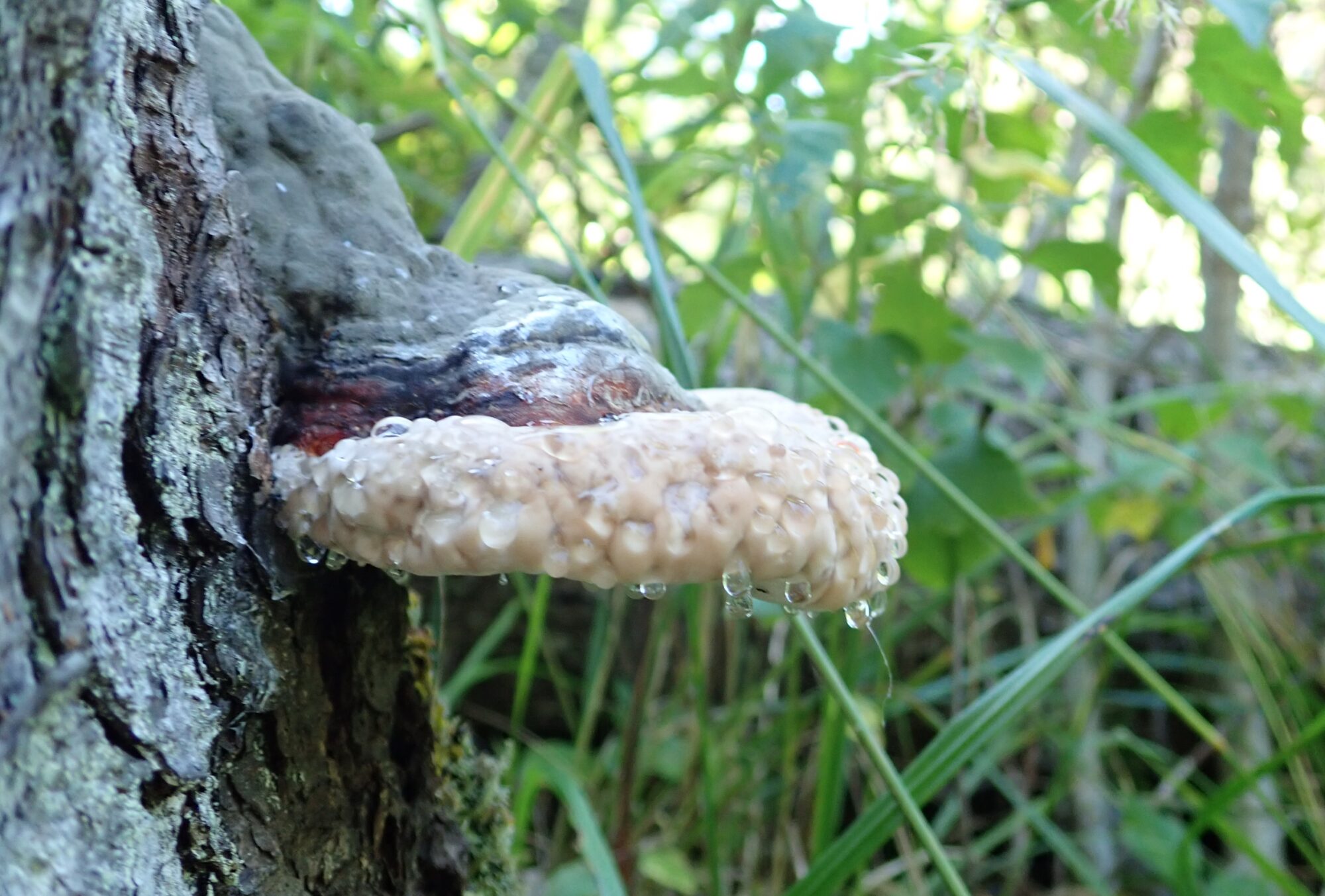 Valokuvaaja: Soili Vesanen