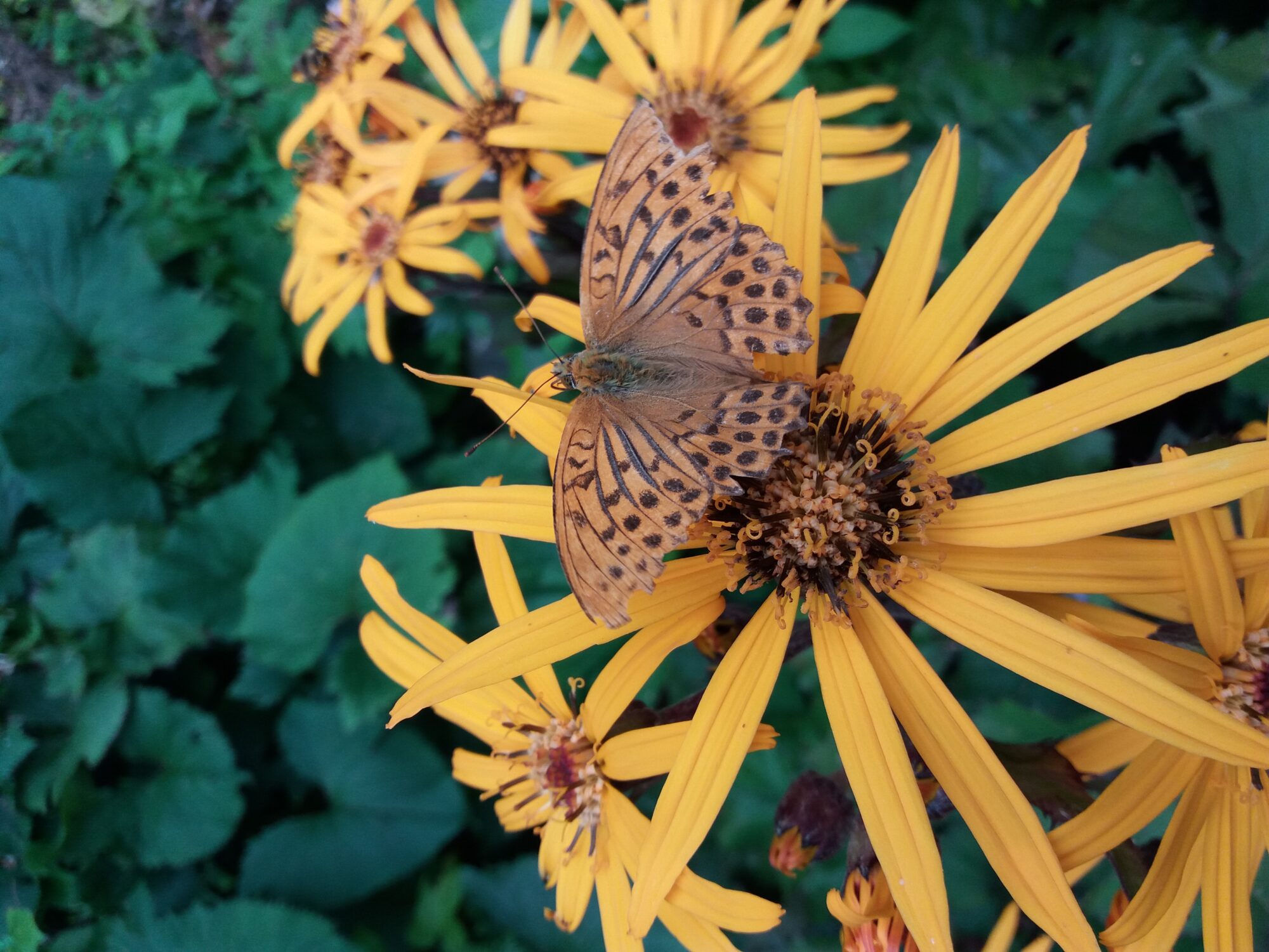 Valokuvaaja: Eija Voutilainen