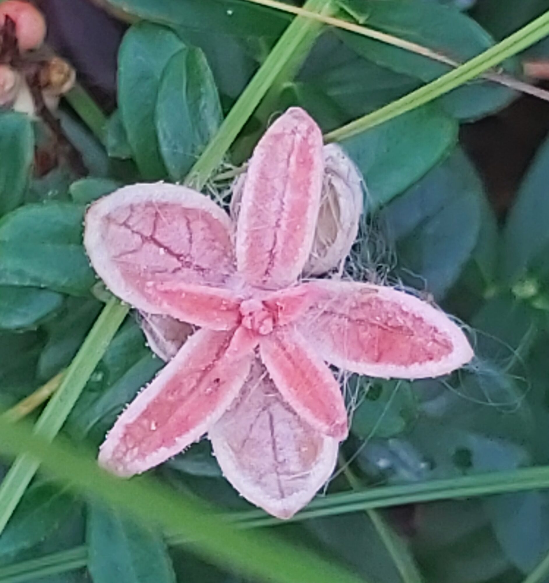 Valokuvaaja: Kaisa Marila