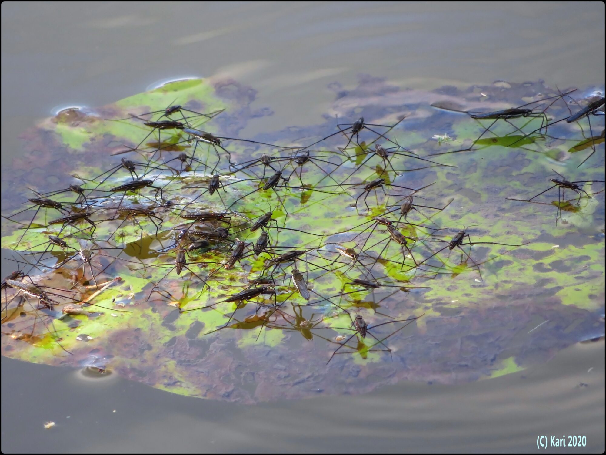 Valokuvaaja: Kari Saarinen