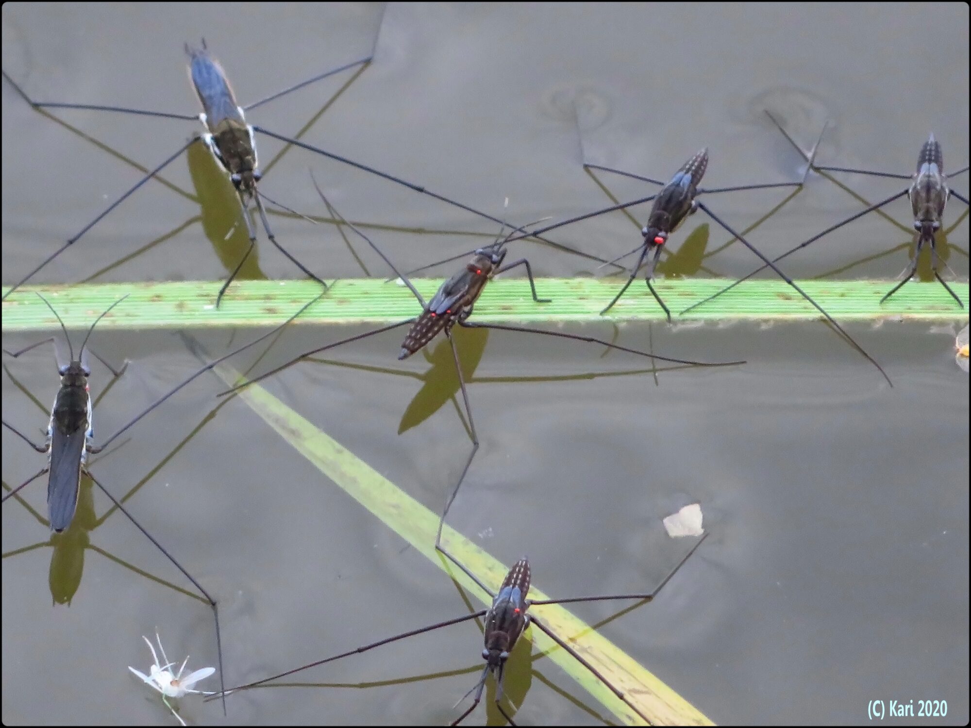 Valokuvaaja: Kari Saarinen