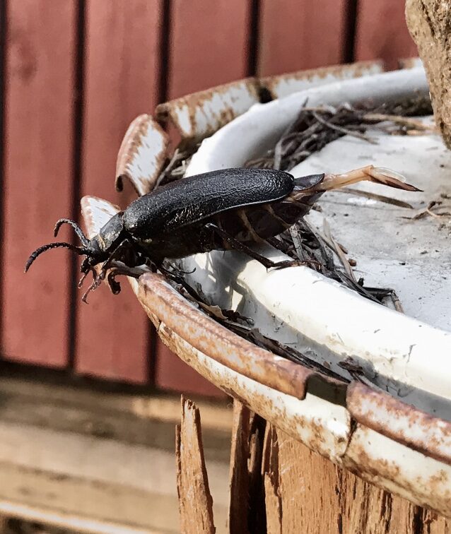 Valokuvaaja: Jan Kiho