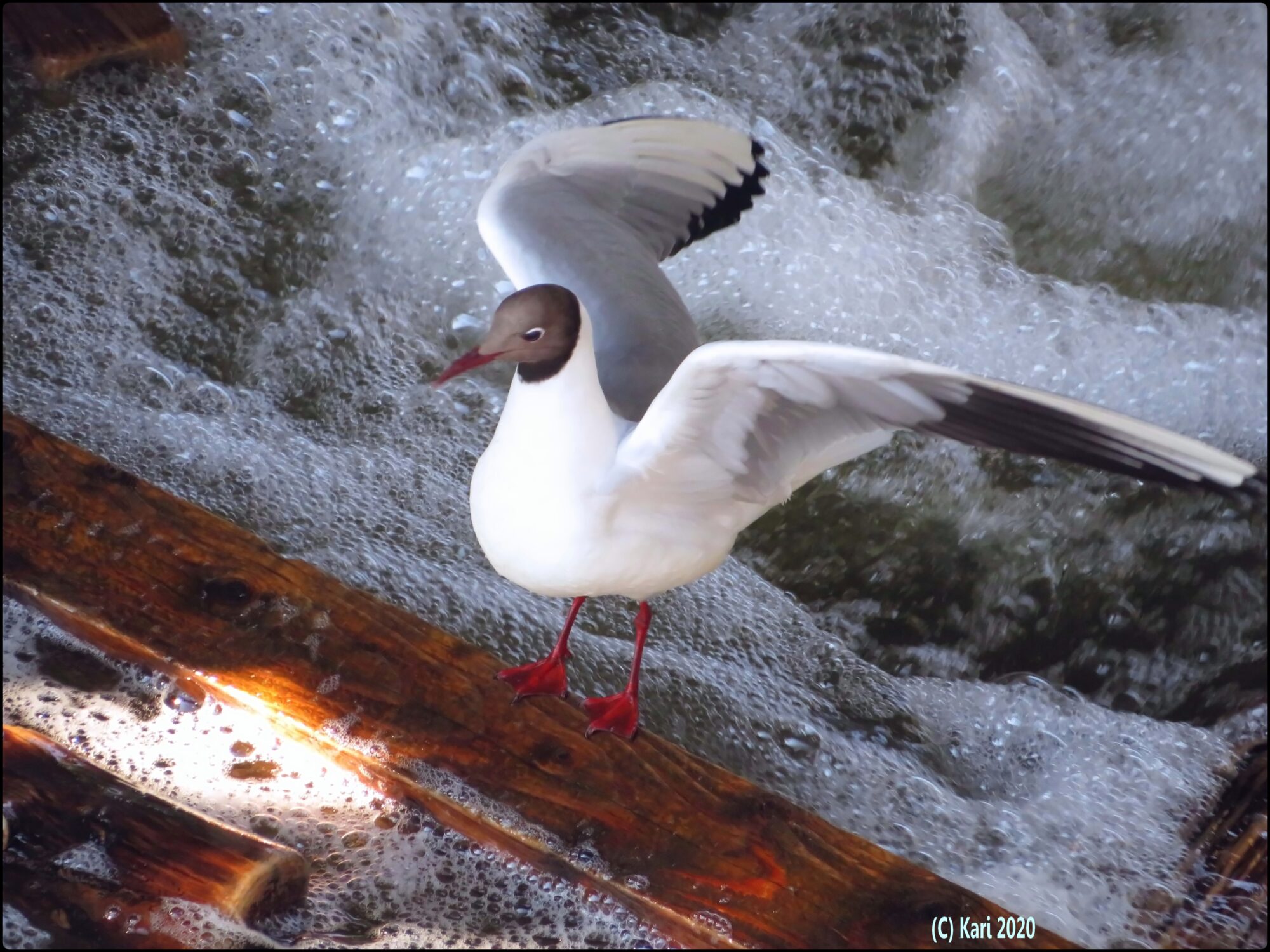 Valokuvaaja: Kari Saarinen Valokuvaaja: Kari Saarinen