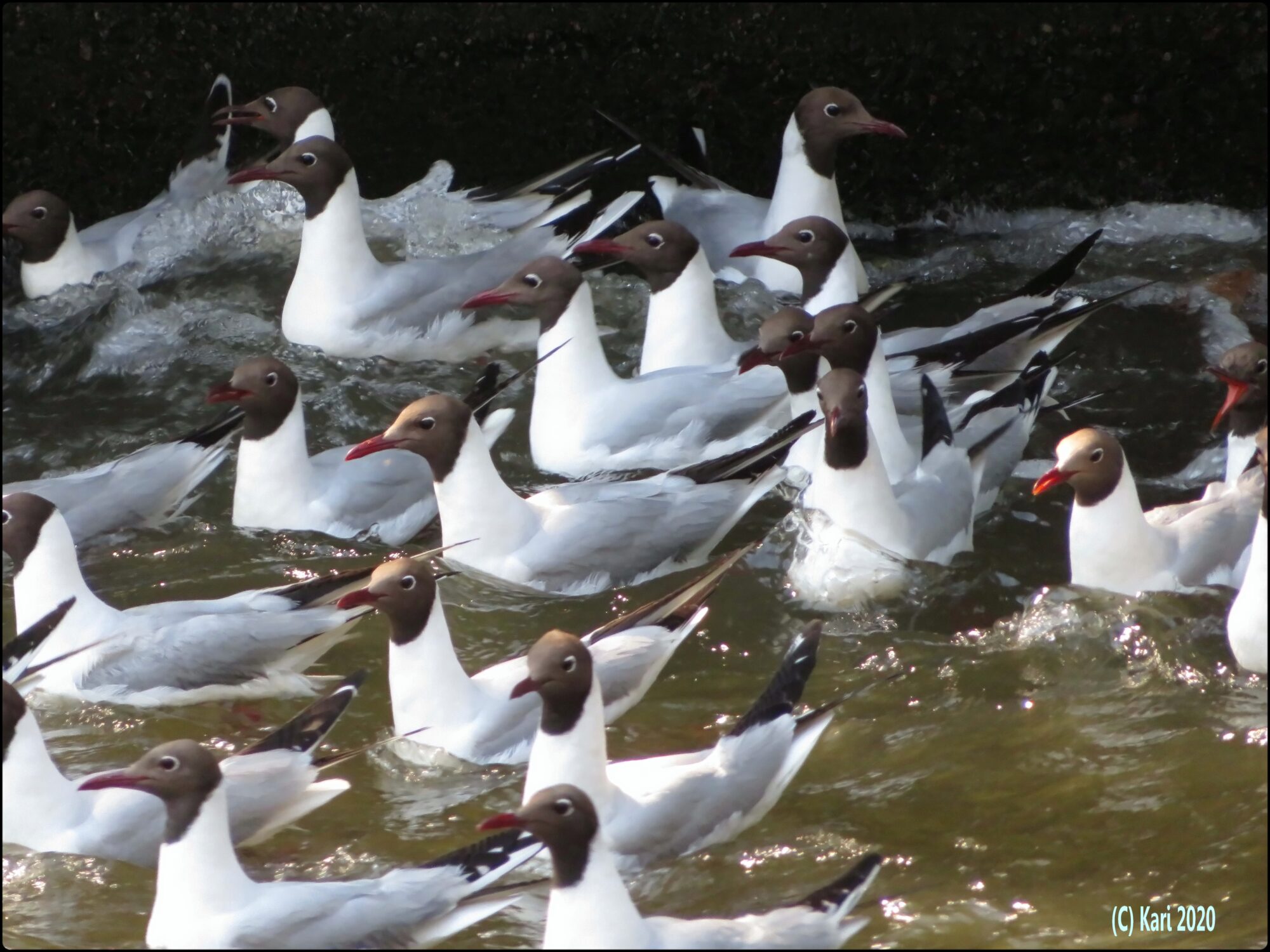 Valokuvaaja: Kari Saarinen