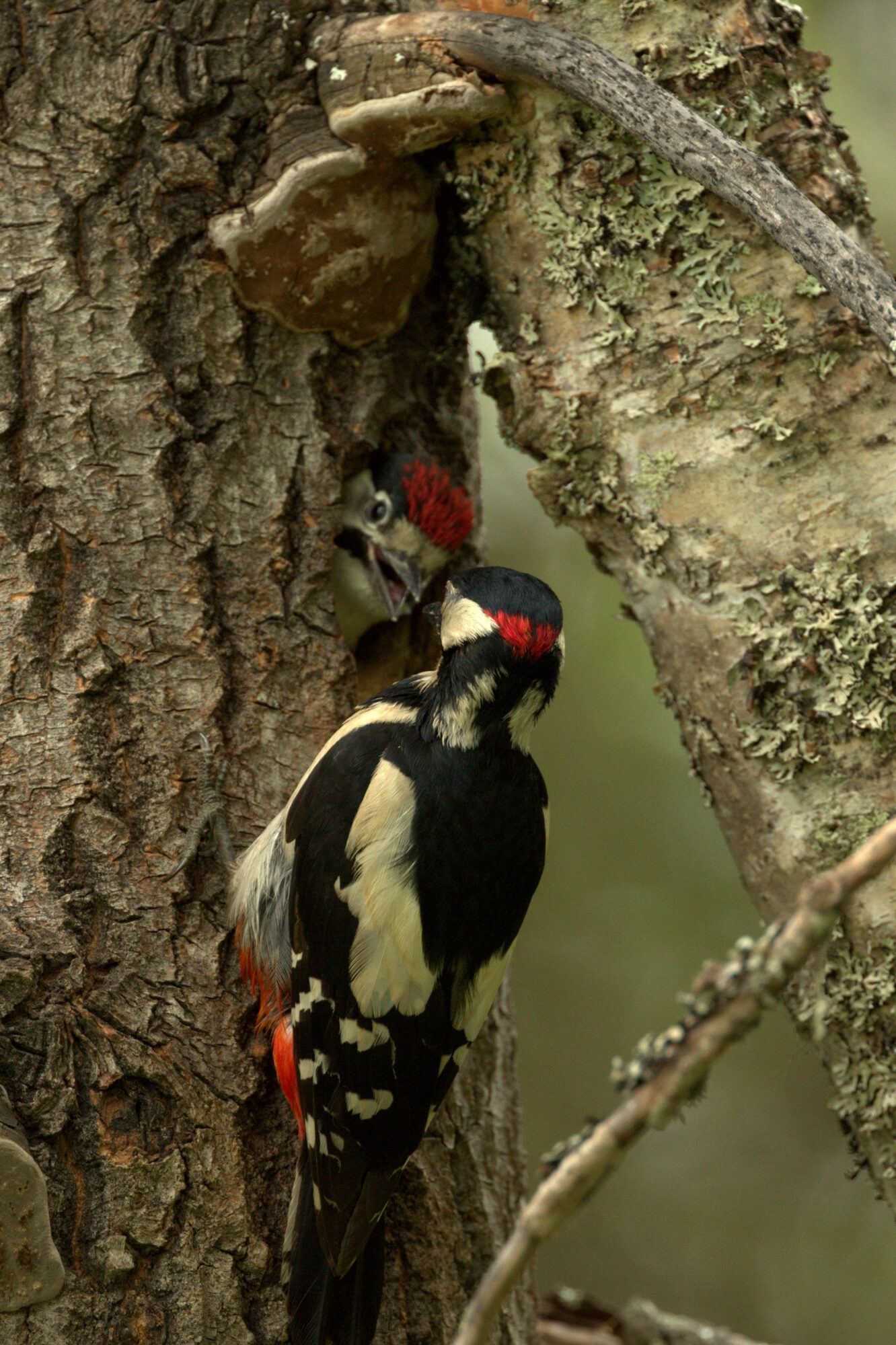 Valokuvaaja: Ari karjalainen