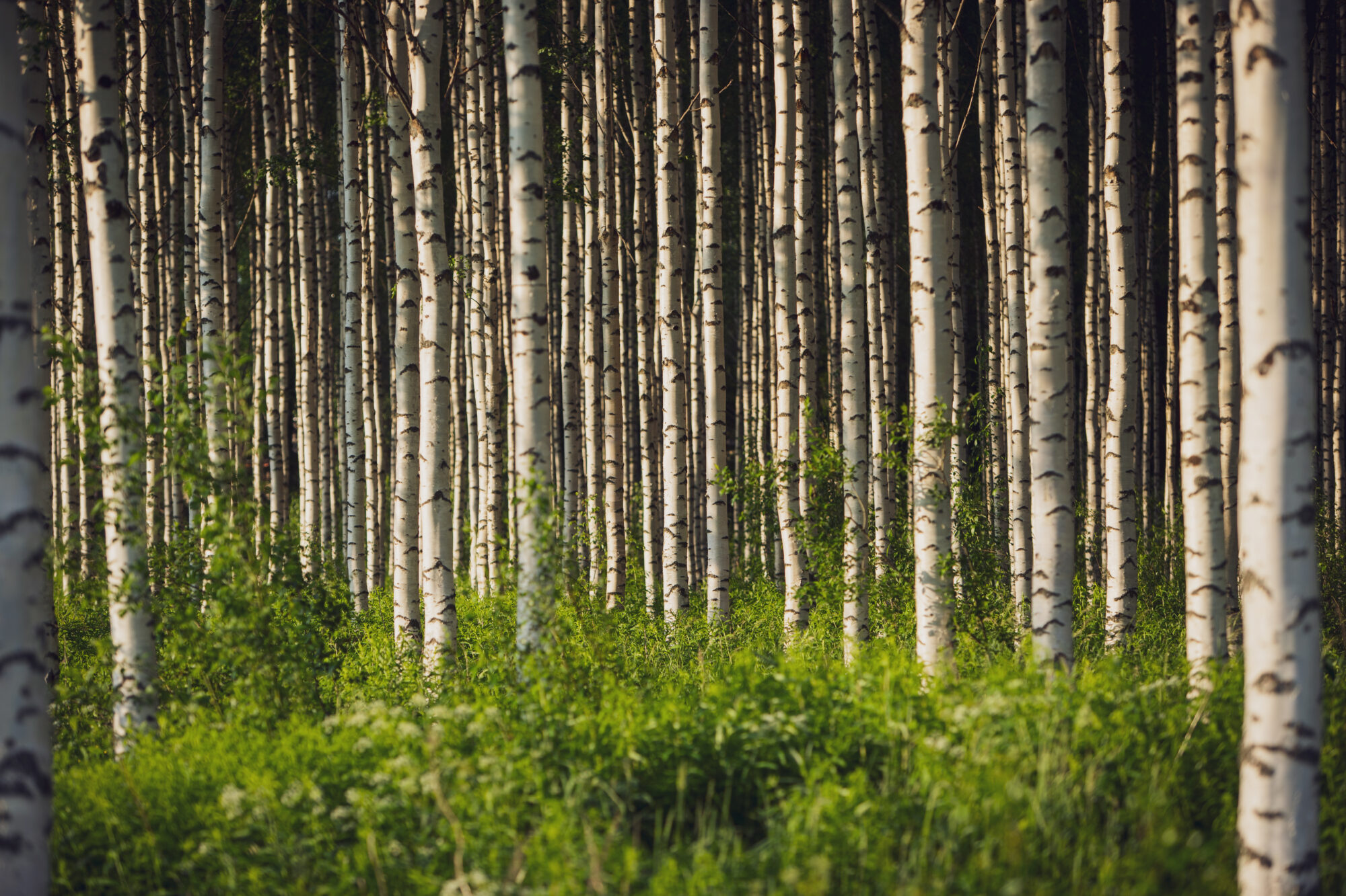 Valokuvaaja: Anssi Hypén Valokuvaaja: Anssi Hypén