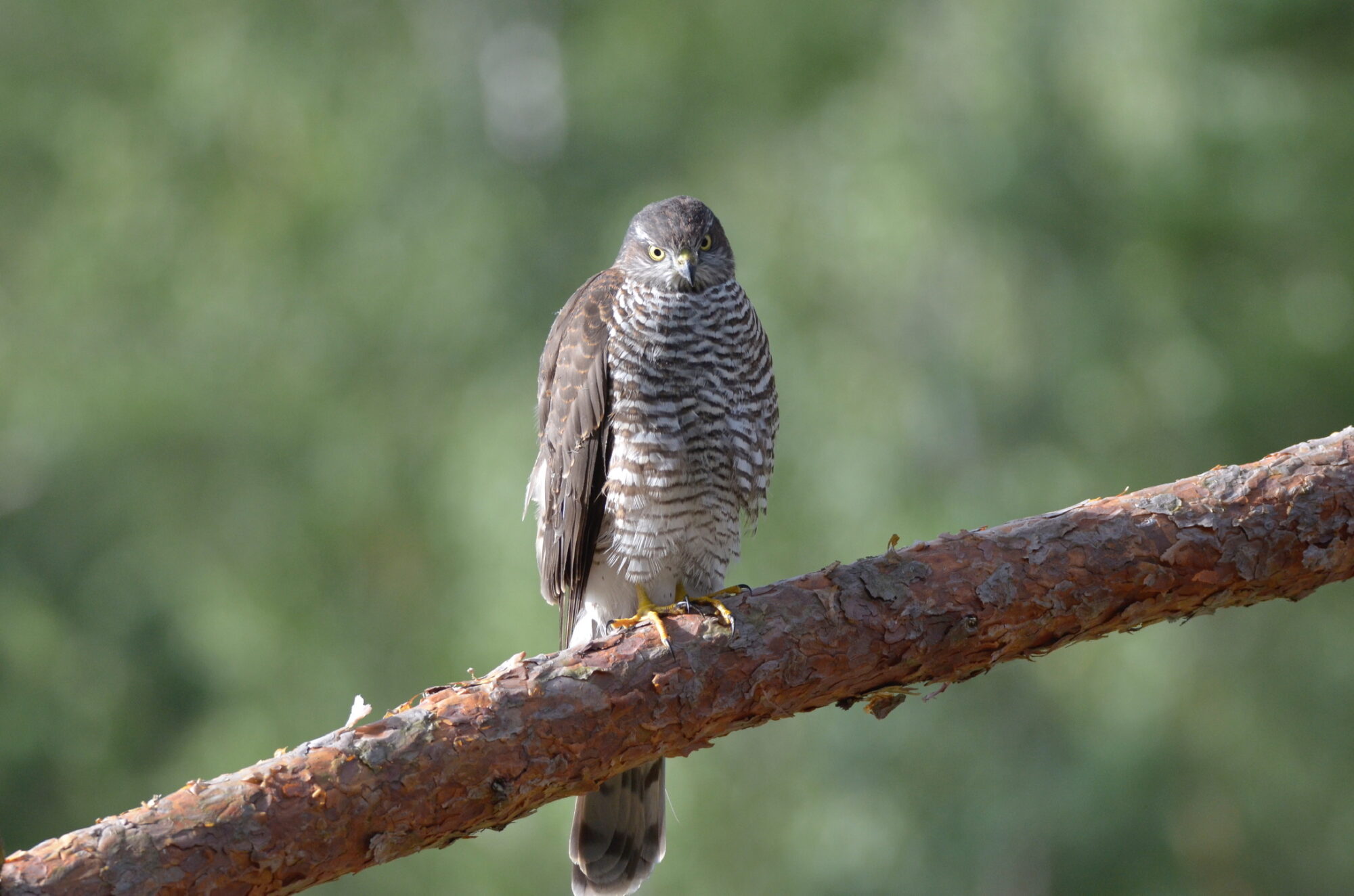 Valokuvaaja: Jouko Etelä