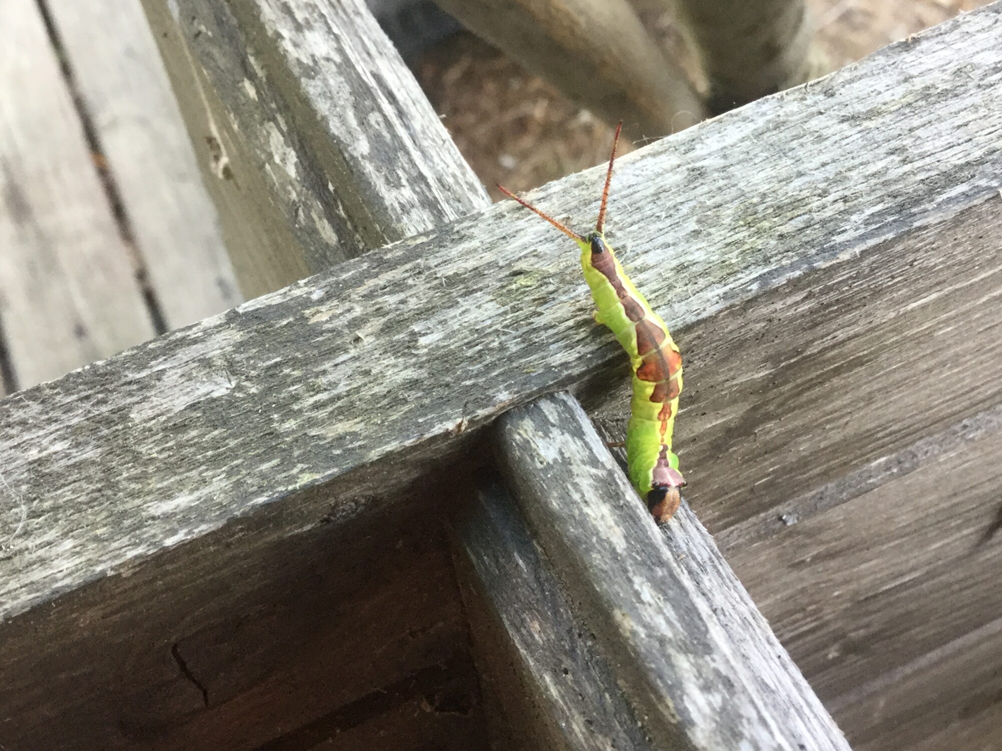 Valokuvaaja: Leena Hjort