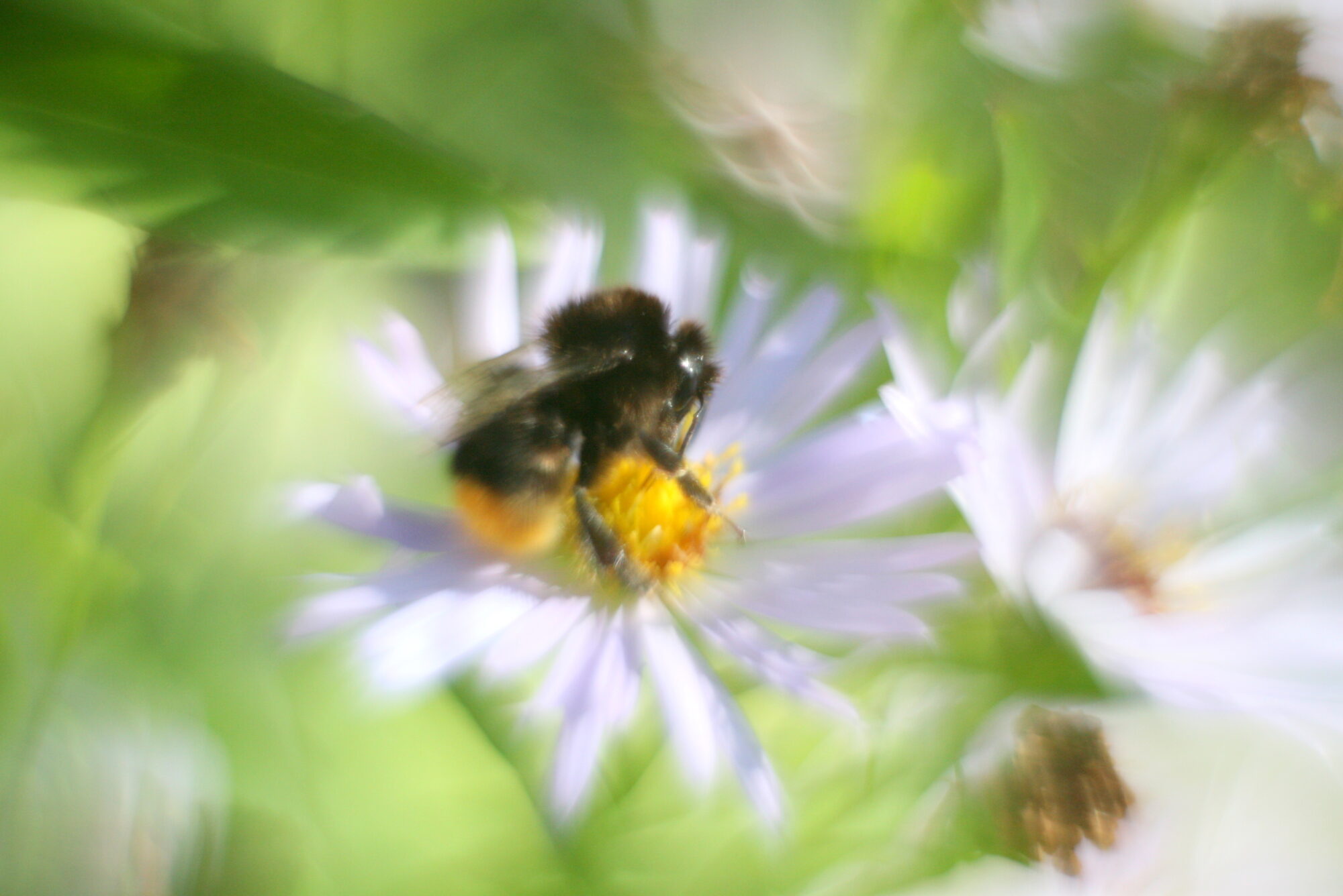 Valokuvaaja: Kaarlo Asikainen