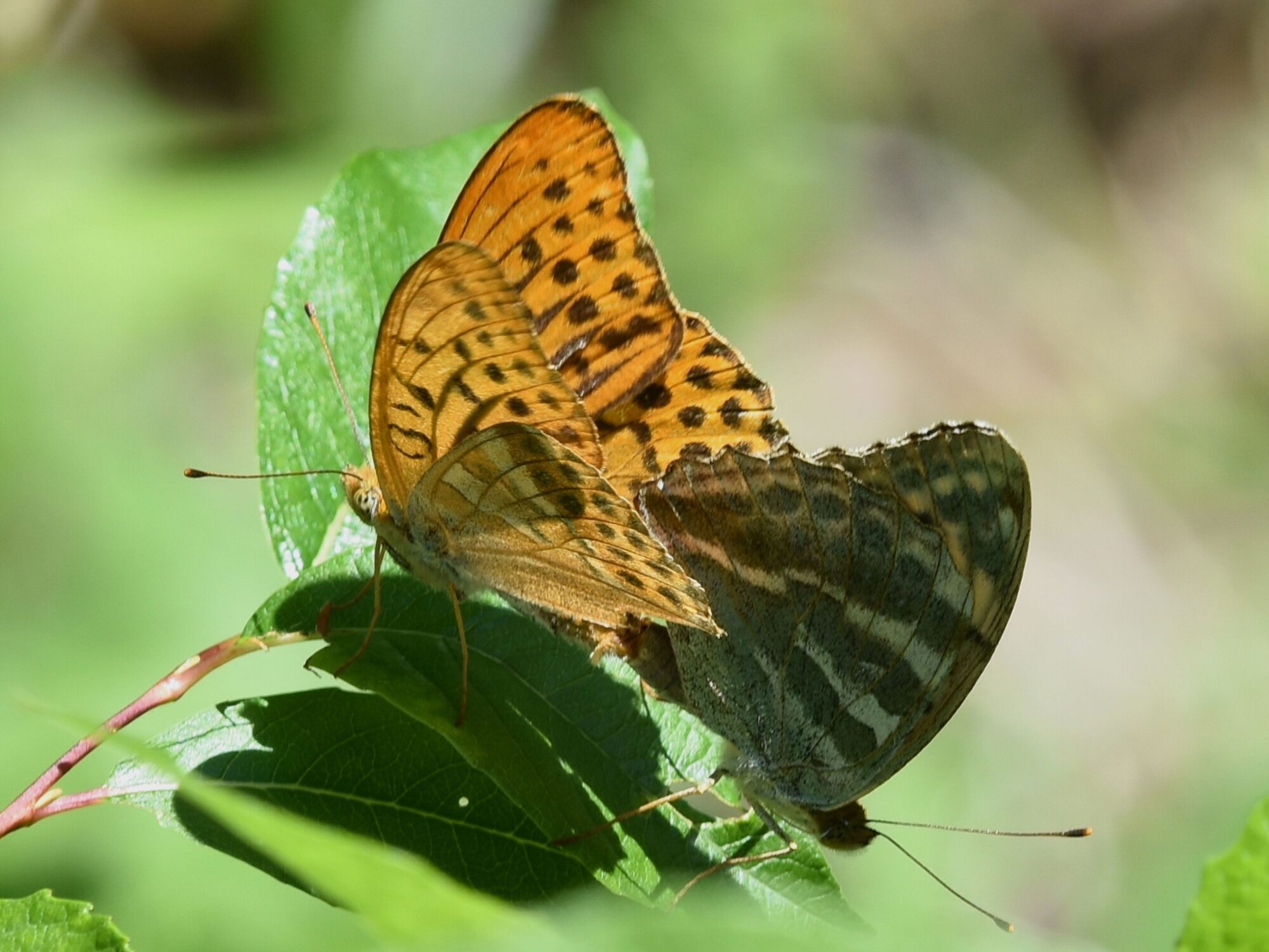 Valokuvaaja: Antti Kaskinen