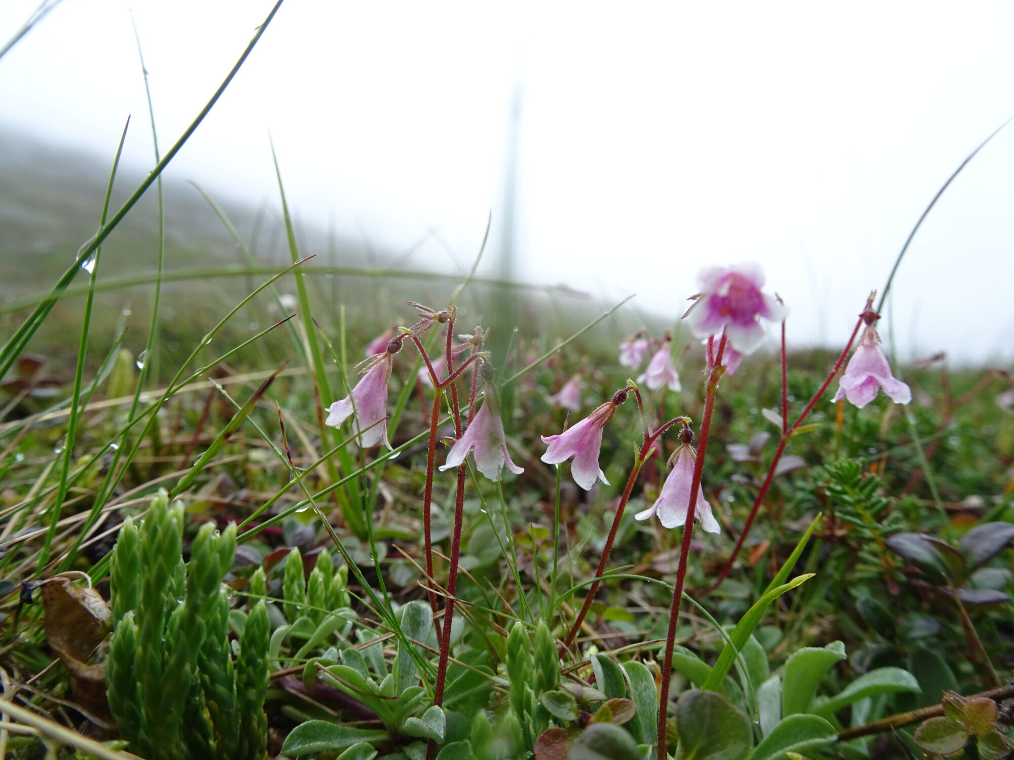 Valokuvaaja: Irja Lehtinen