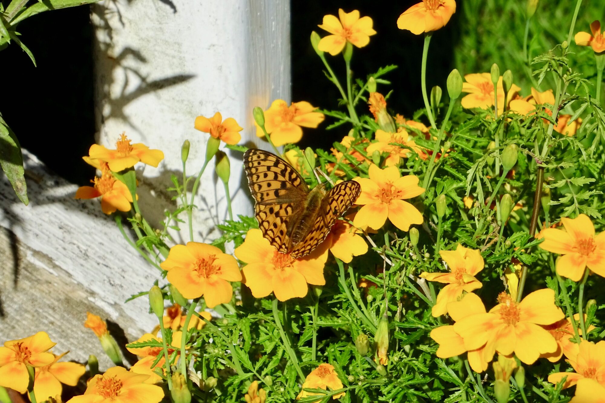 Valokuvaaja: Liisa Niiva-Korpela