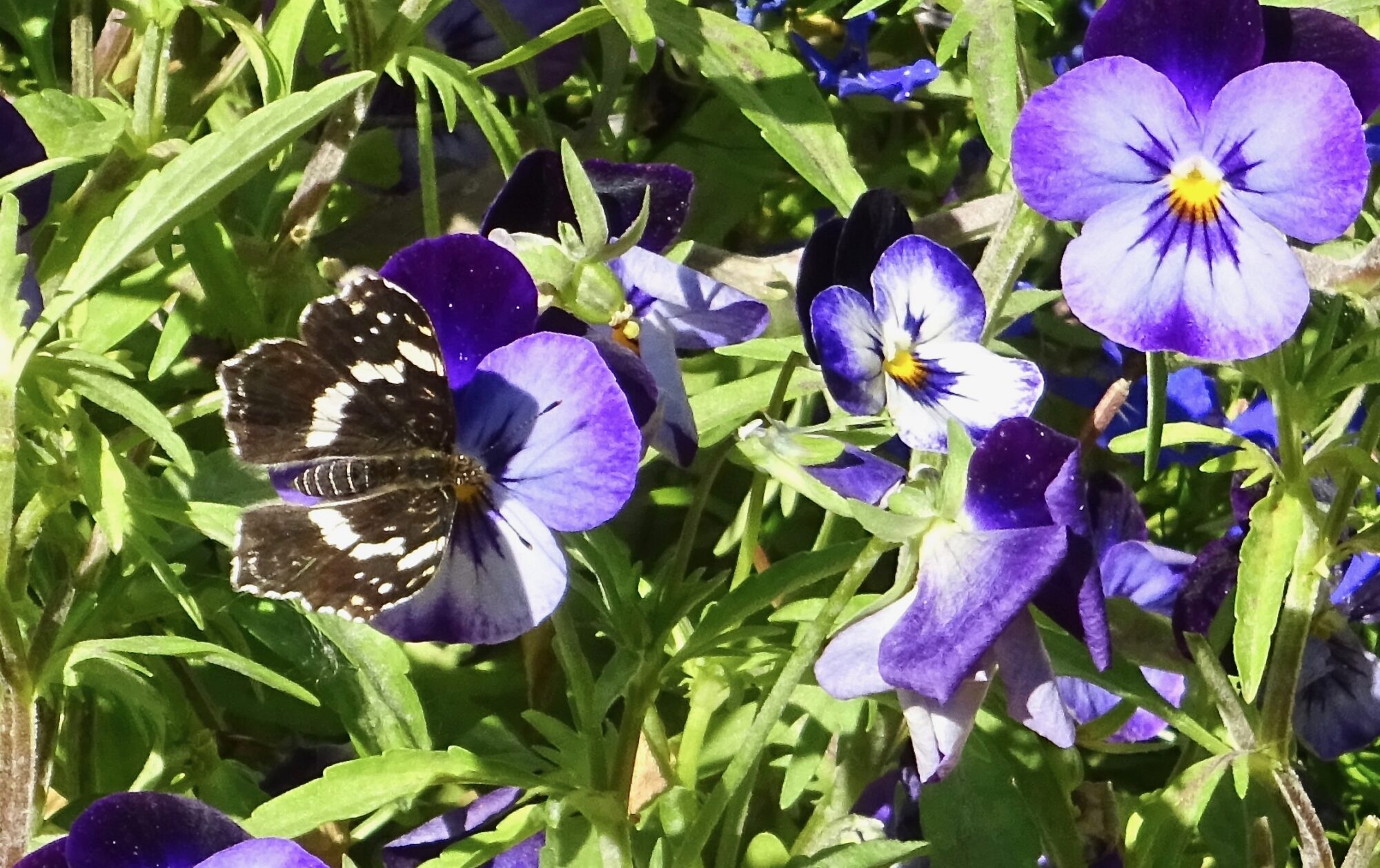 Valokuvaaja: Liisa Niiva-Korpela