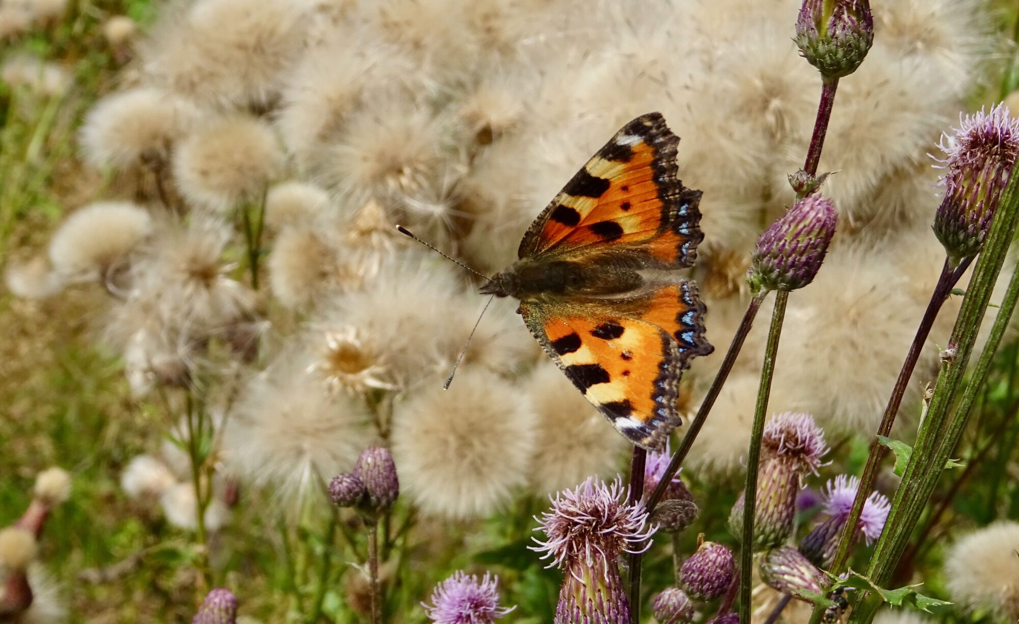 Valokuvaaja: Liisa Niiva-Korpela