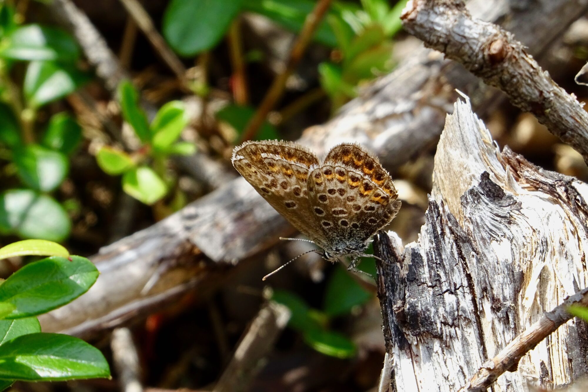 Valokuvaaja: Liisa Niiva-Korpela Valokuvaaja: Liisa Niiva-Korpela