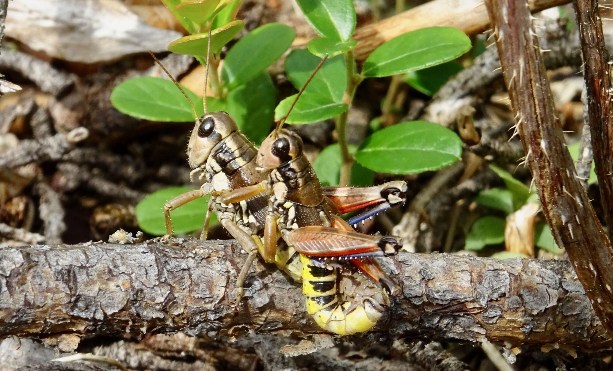 Valokuvaaja: Liisa Niiva-Korpela